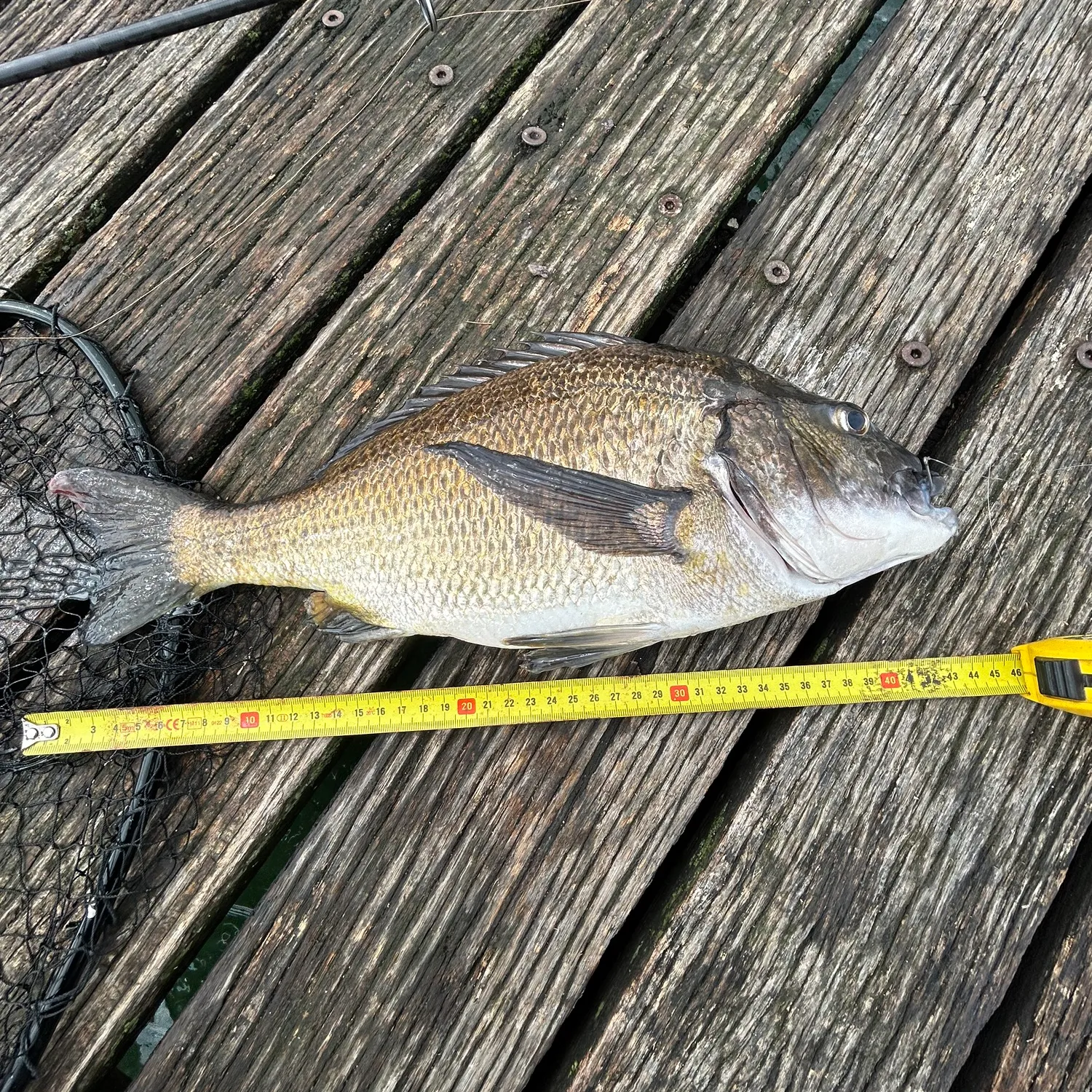 The most popular recent Southern black bream catch on Fishbrain