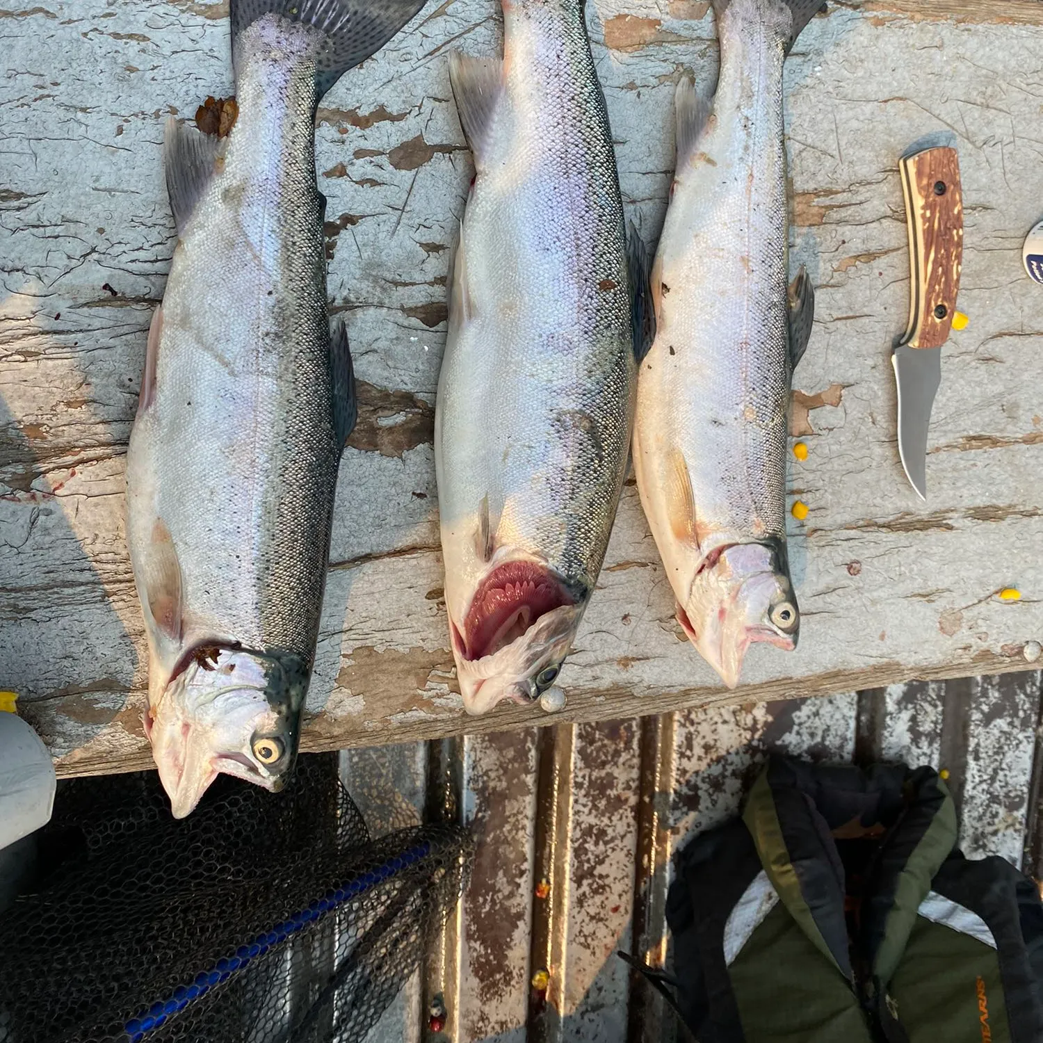 recently logged catches