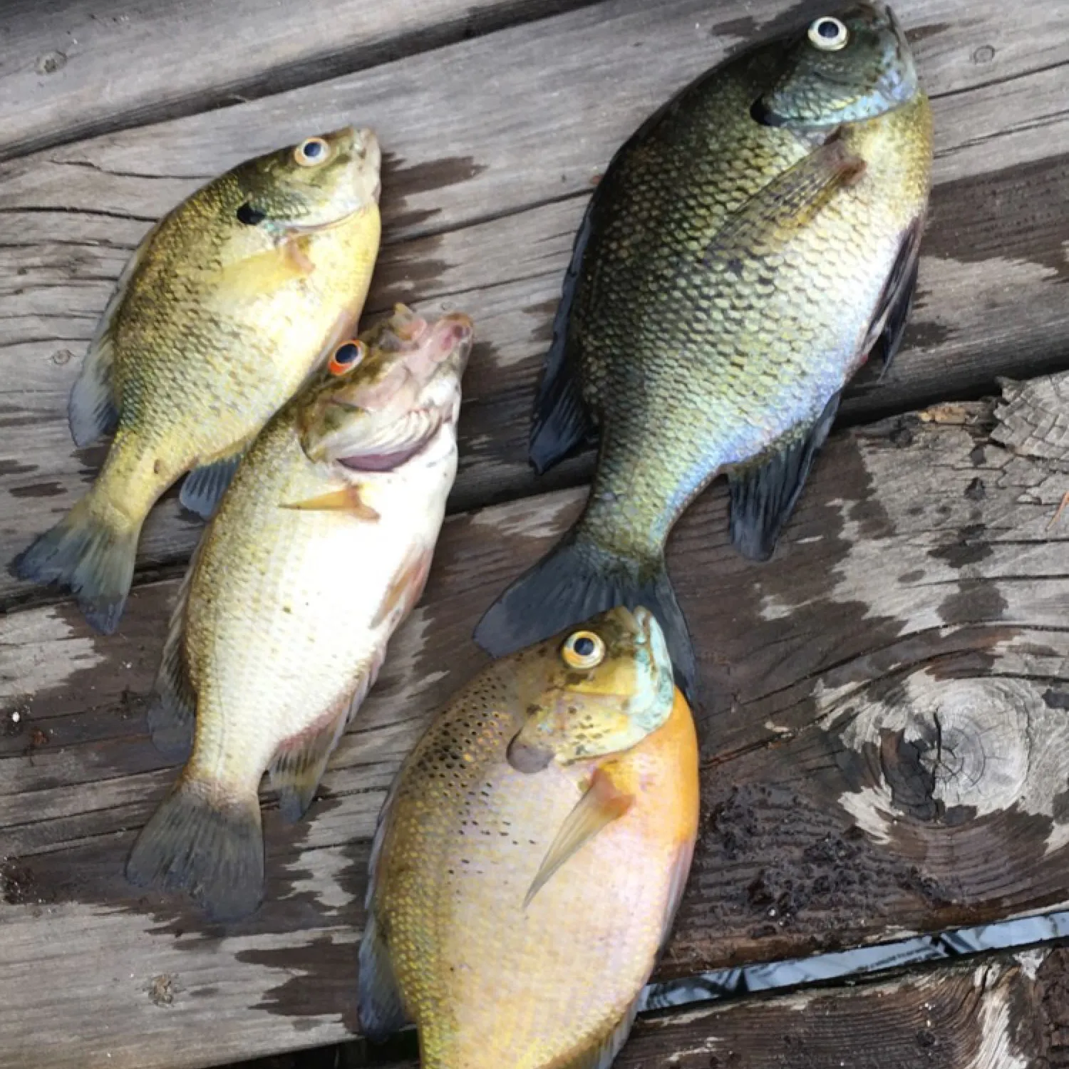 recently logged catches