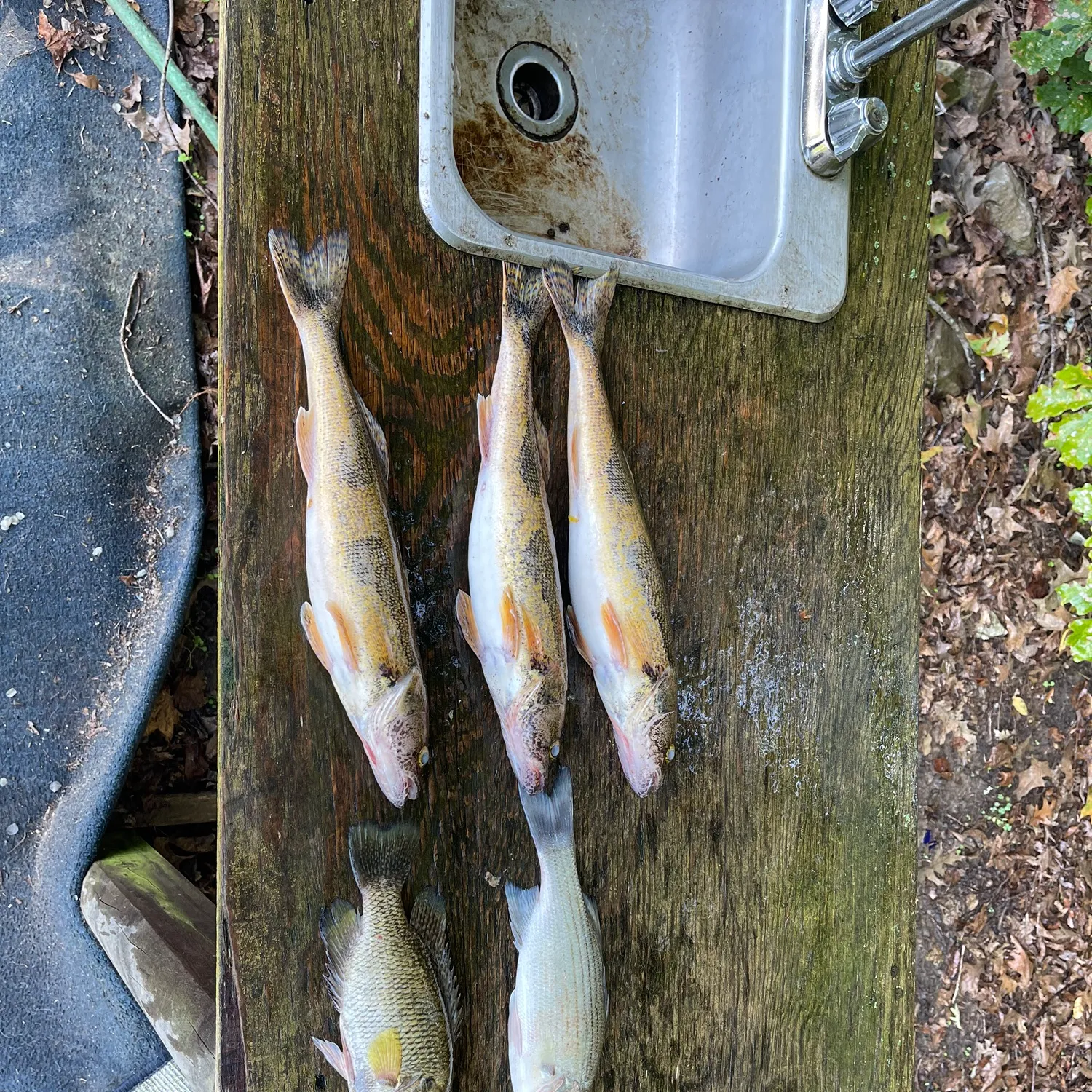 recently logged catches