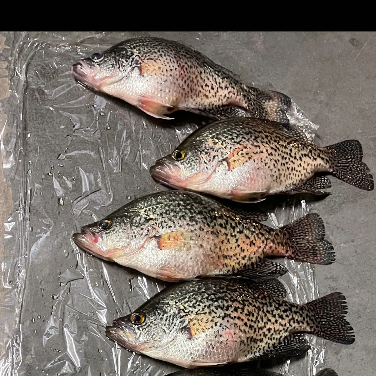 recently logged catches