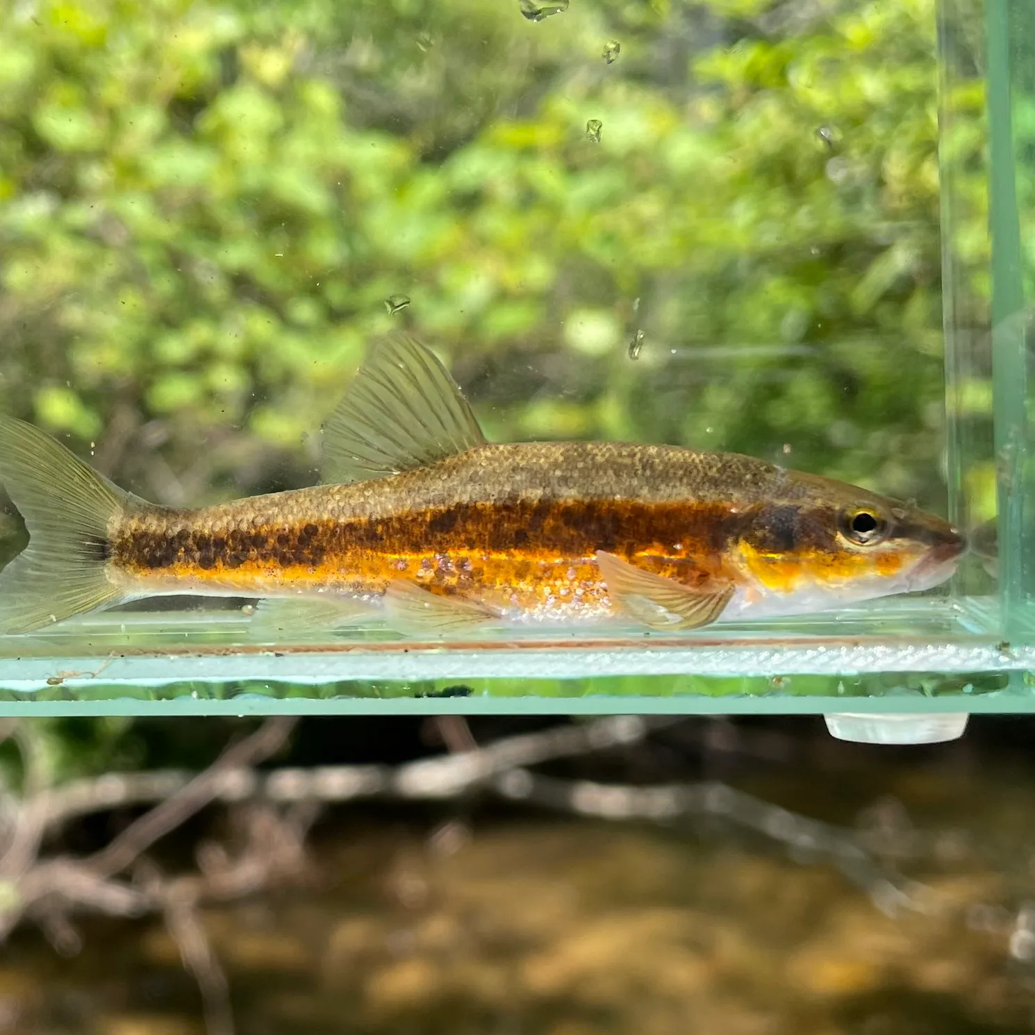 The most popular recent Western blacknose dace catch on Fishbrain