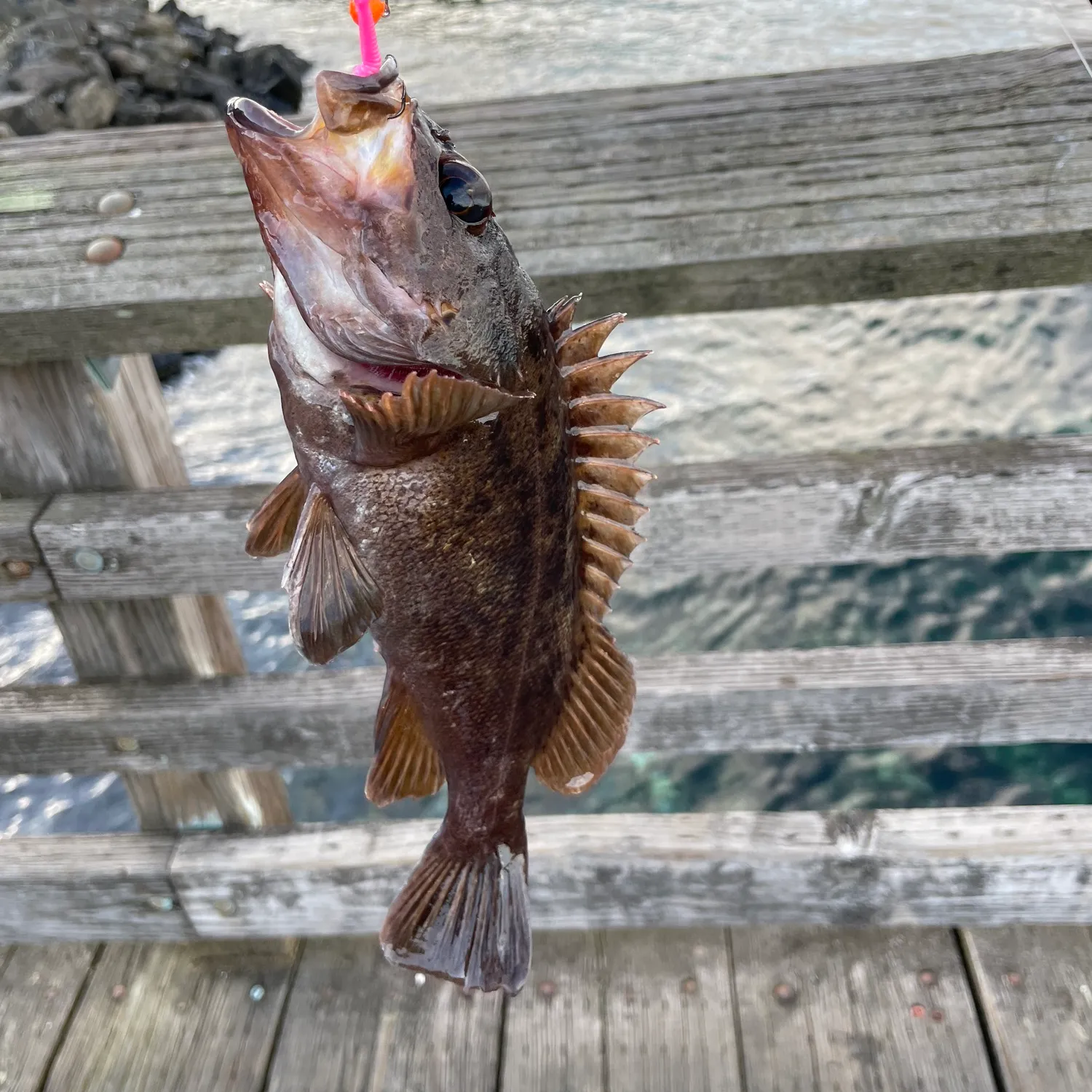 The most popular recent Calico rockfish catch on Fishbrain