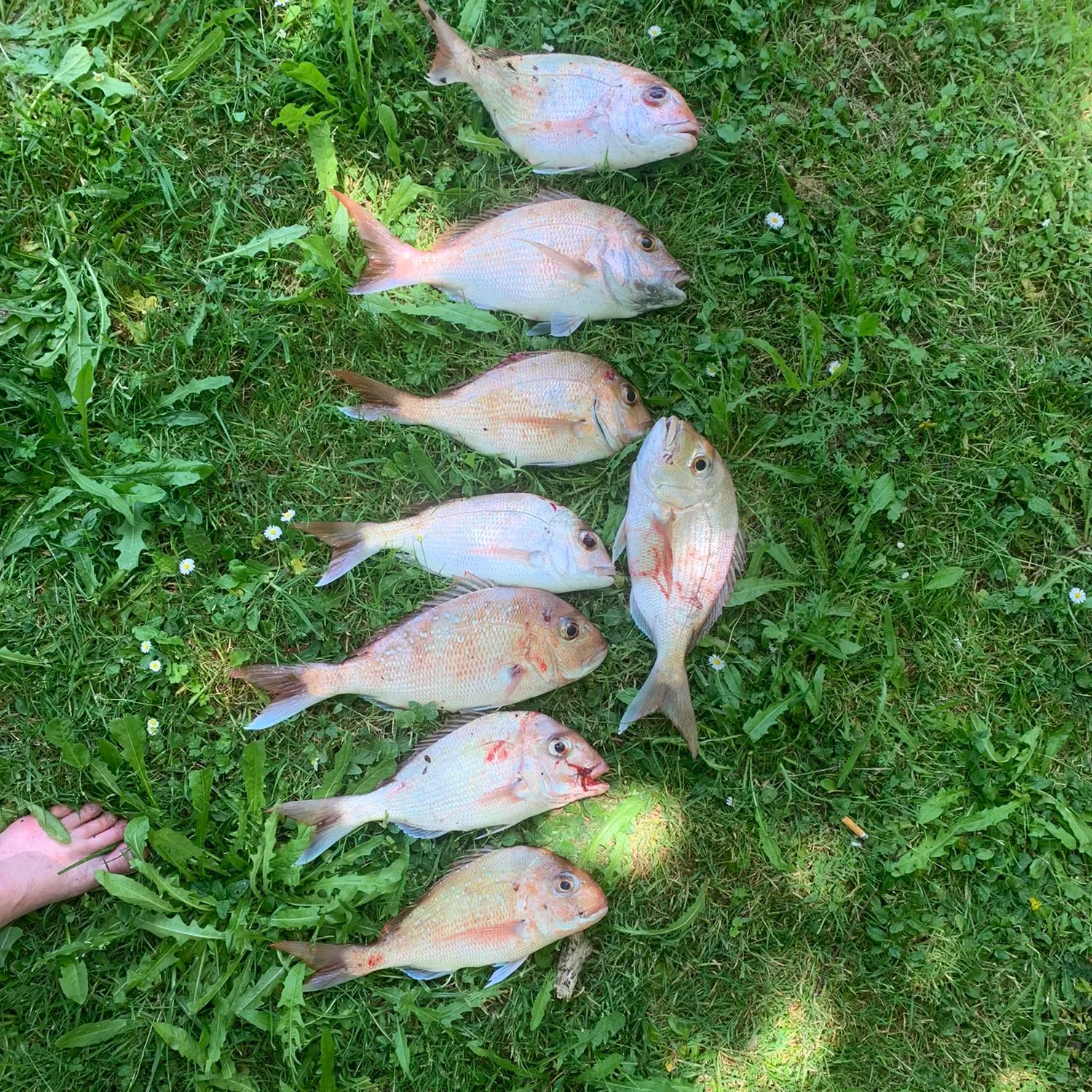 recently logged catches