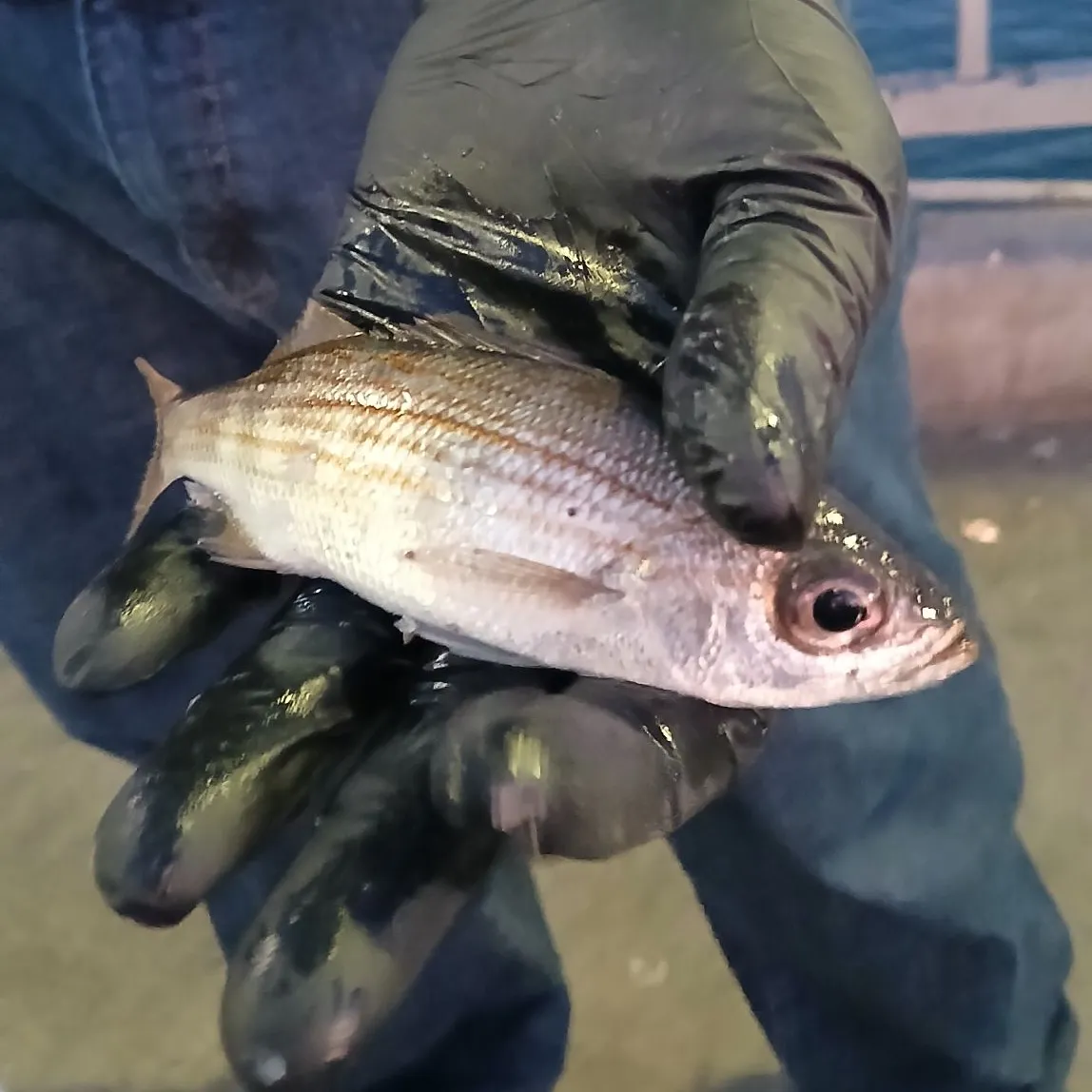 The most popular recent Salema porgy catch on Fishbrain