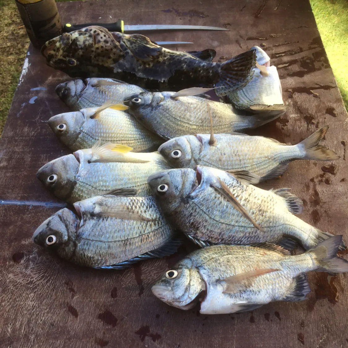 recently logged catches