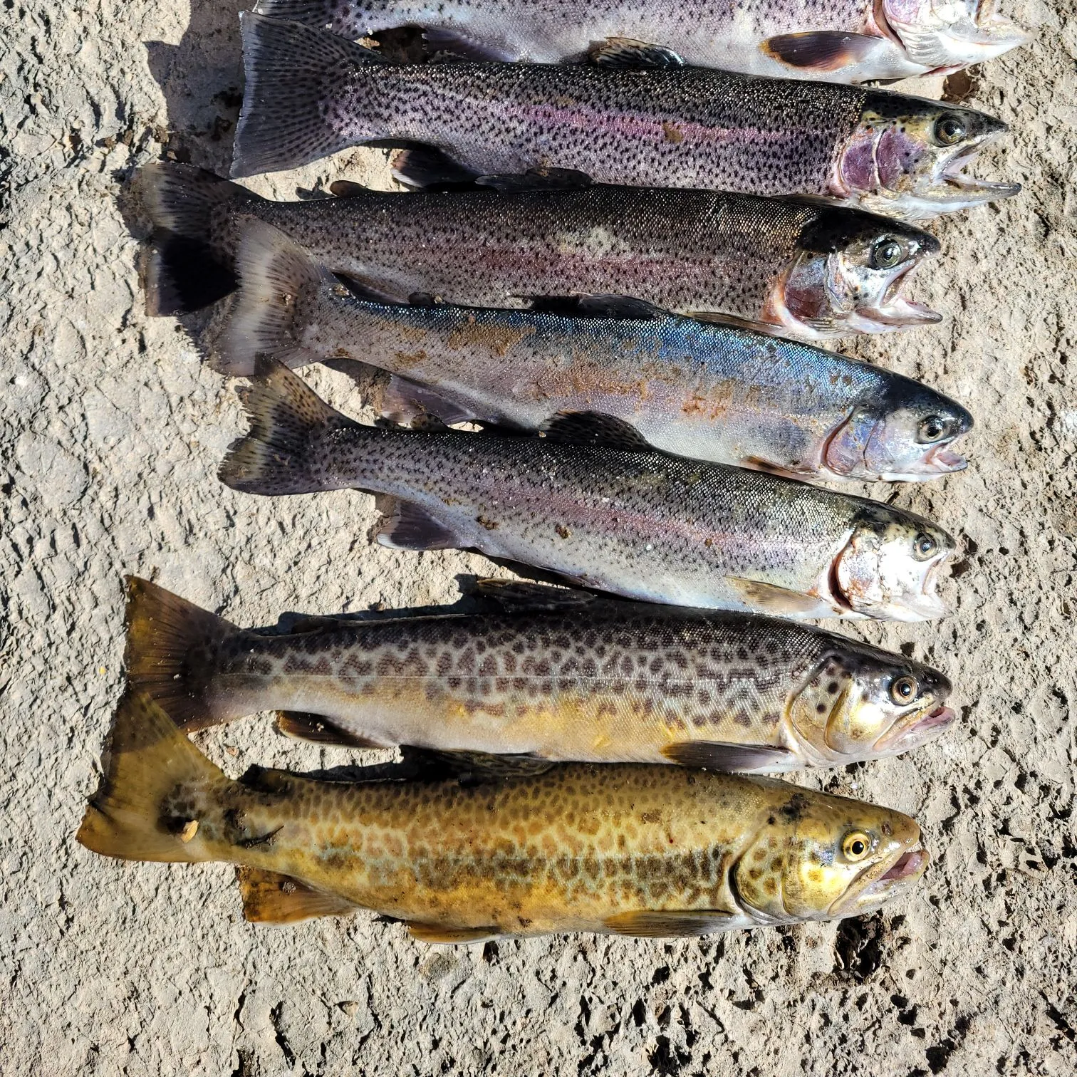 recently logged catches