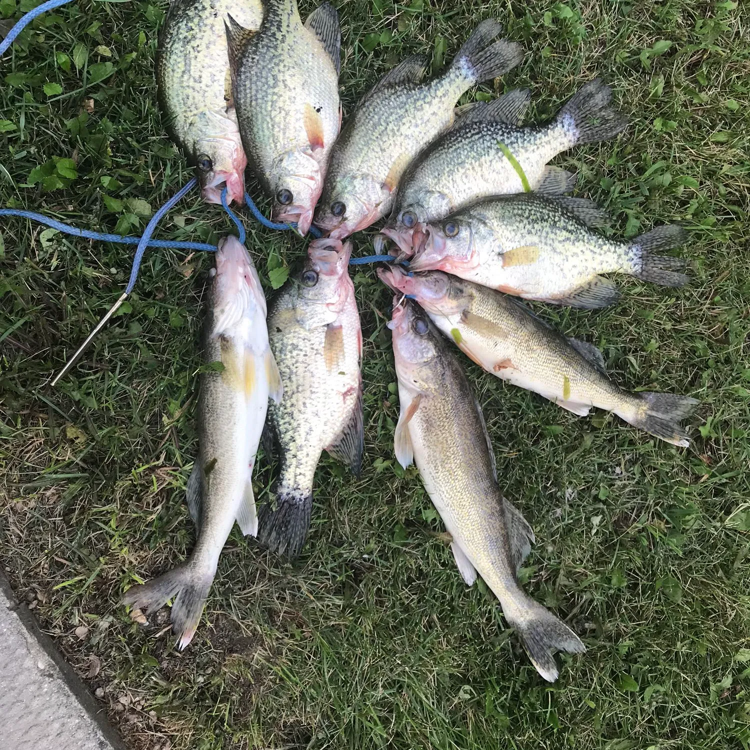 recently logged catches