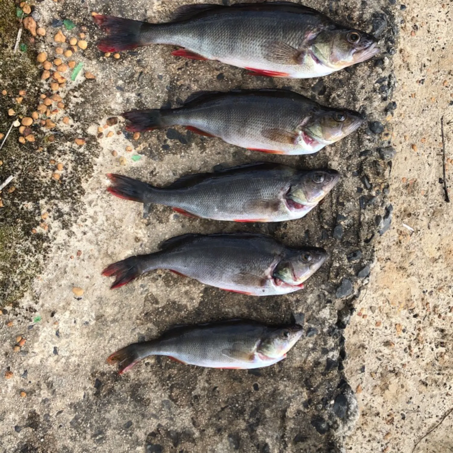 recently logged catches