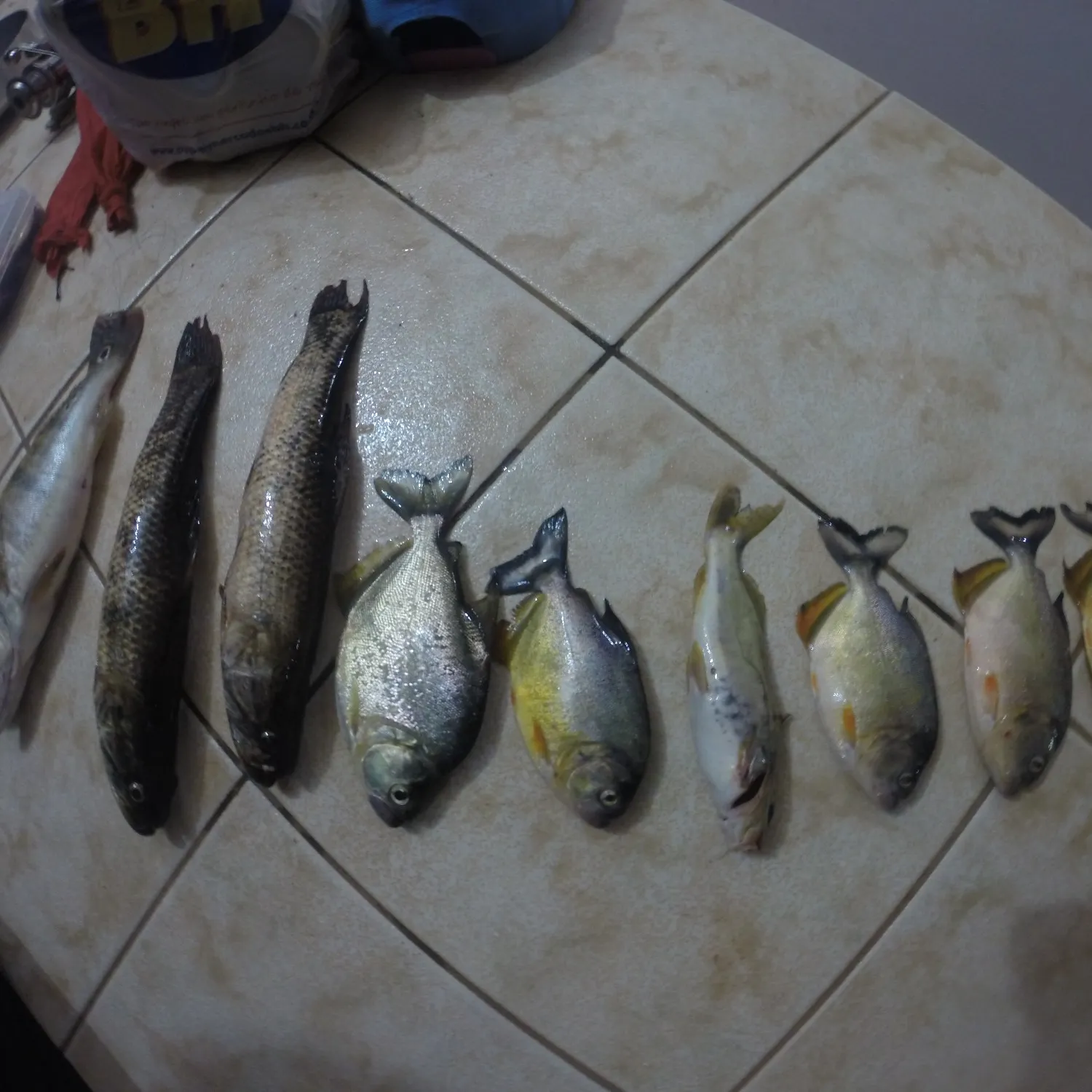 recently logged catches