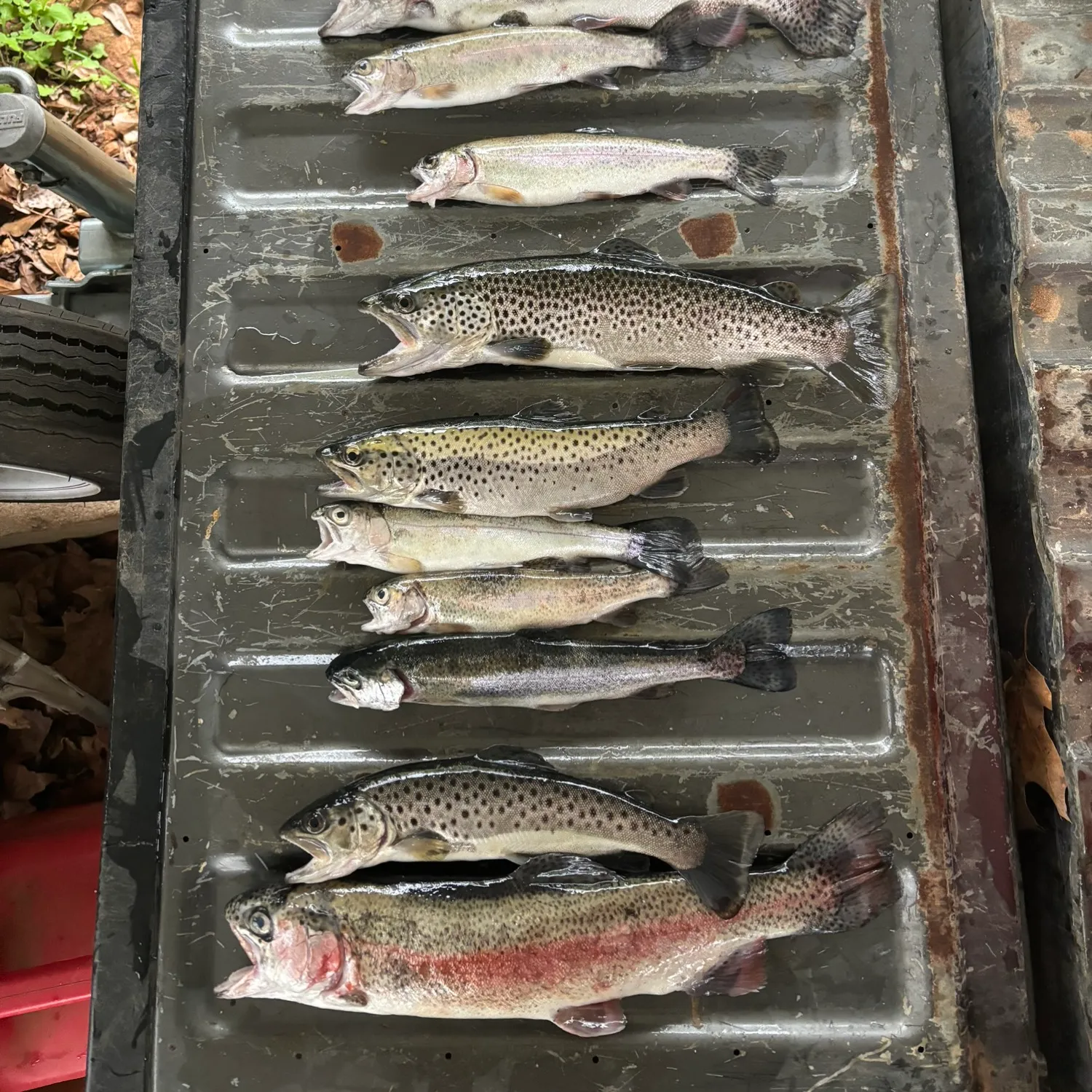 recently logged catches