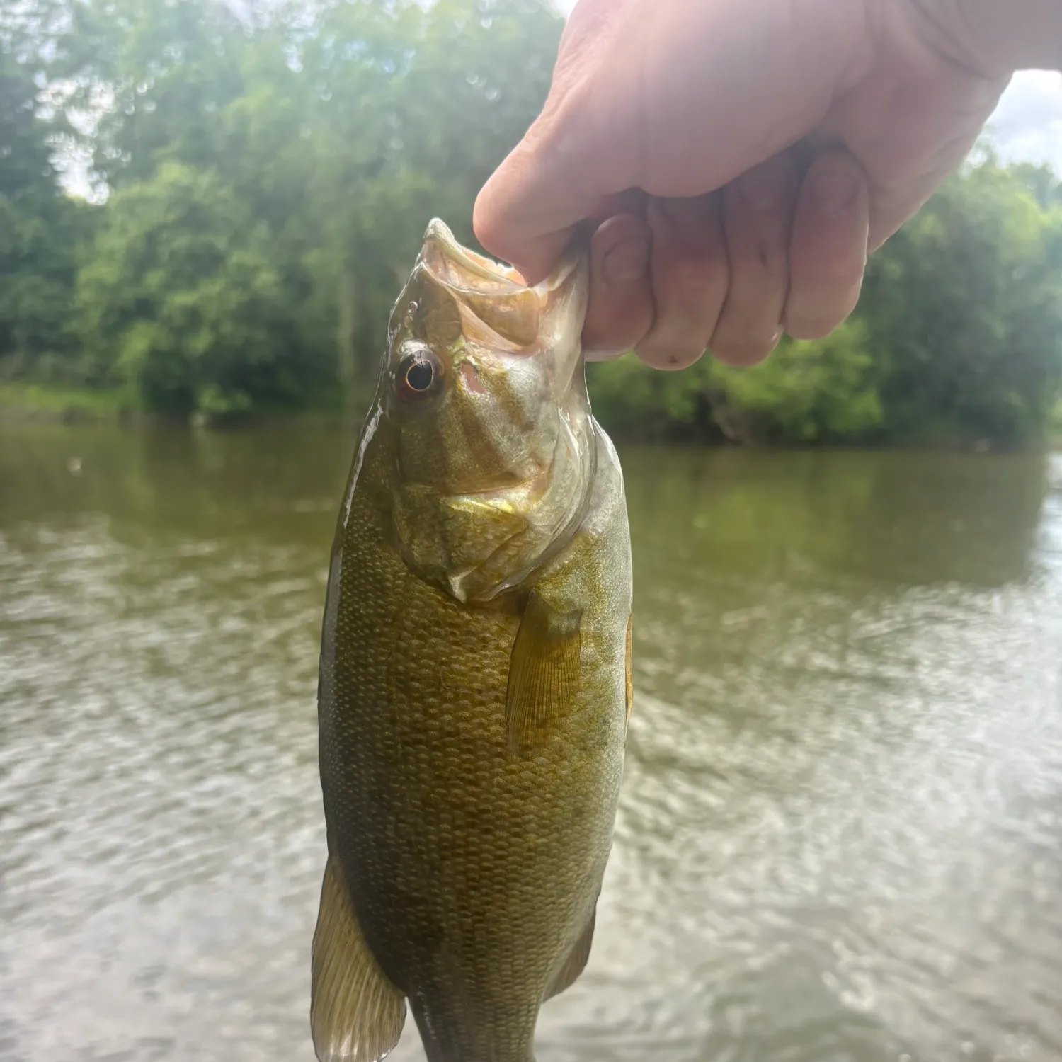 ᐅ Tittabawassee River fishing reports🎣• Saginaw, MI (United States) fishing