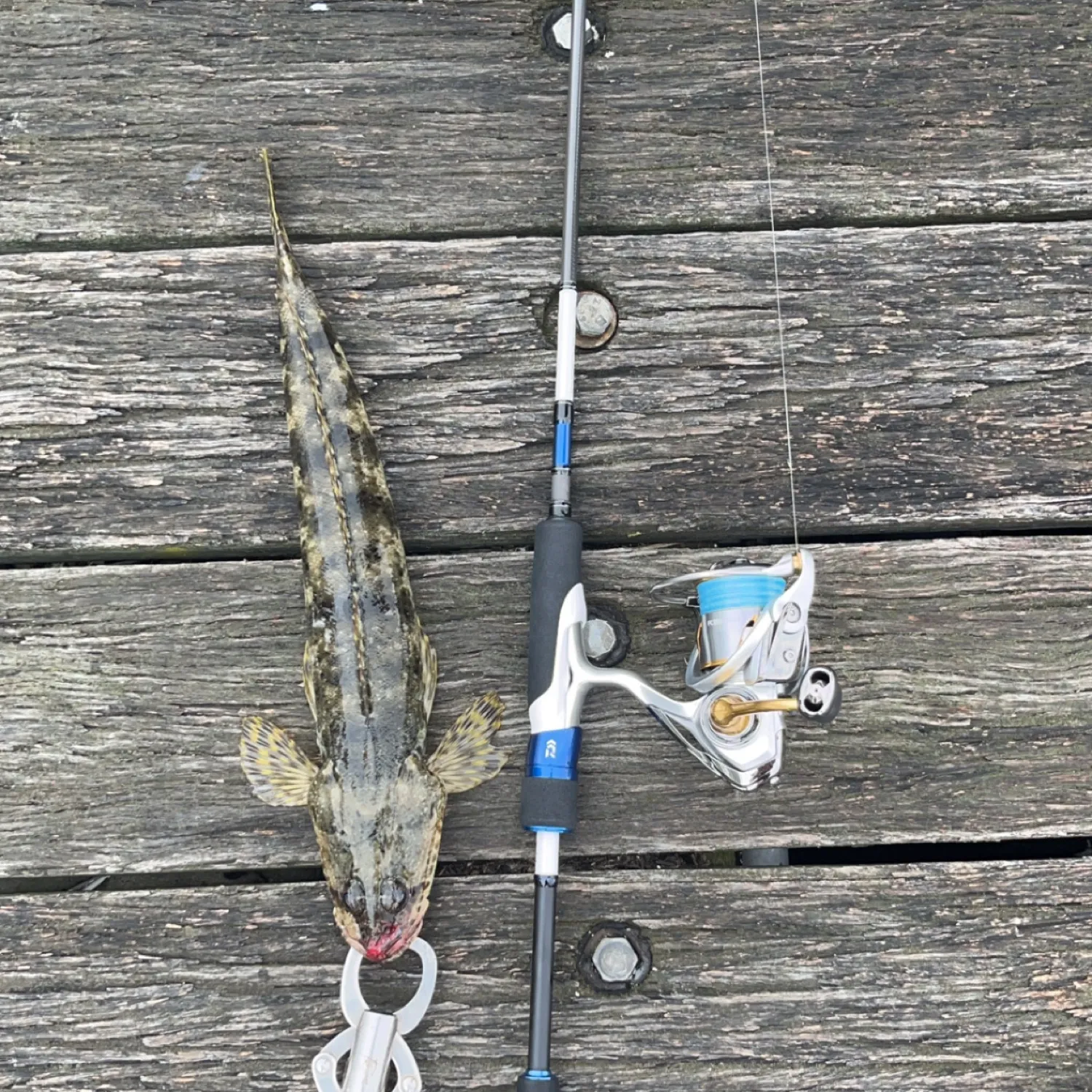 The most popular recent Rock flathead catch on Fishbrain