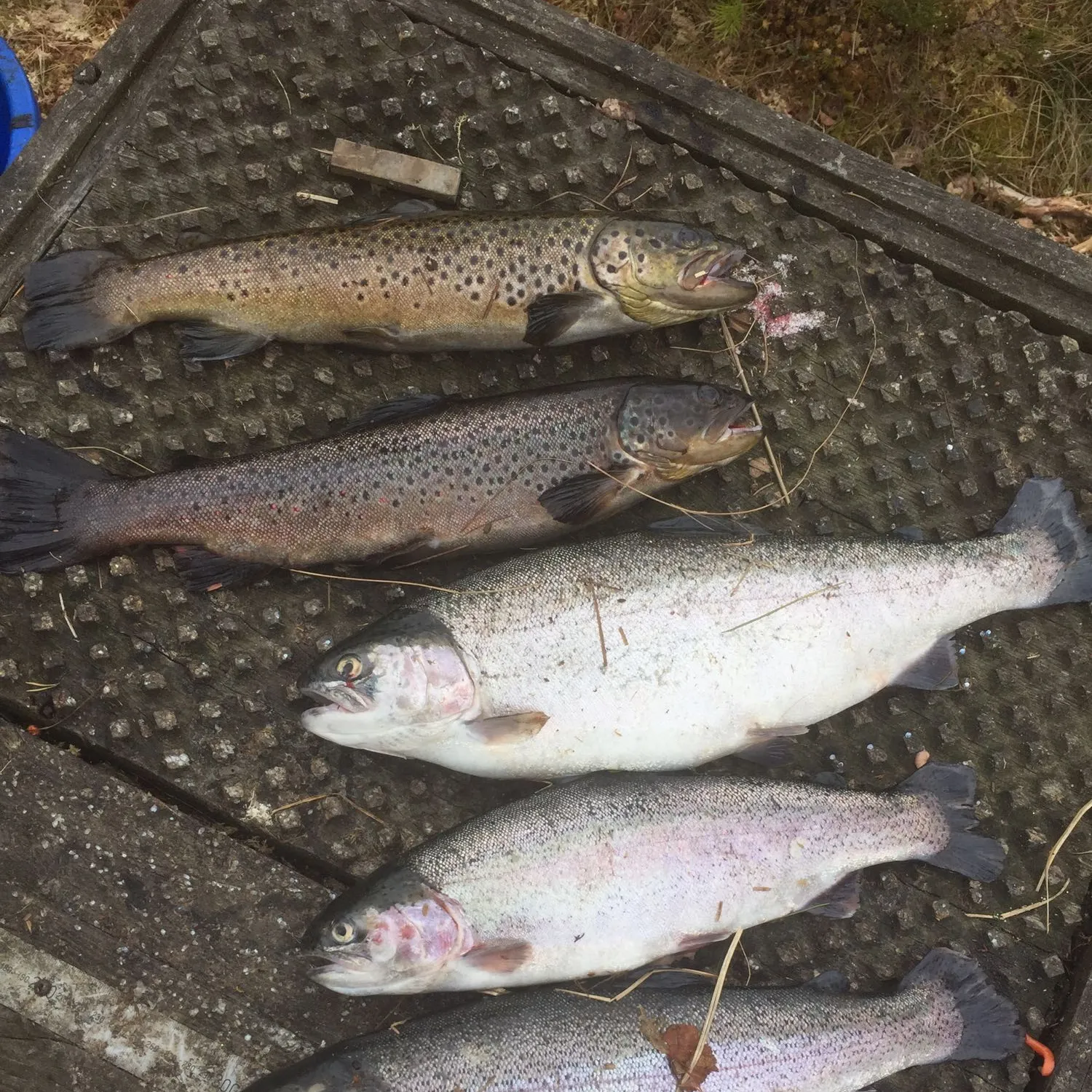 recently logged catches