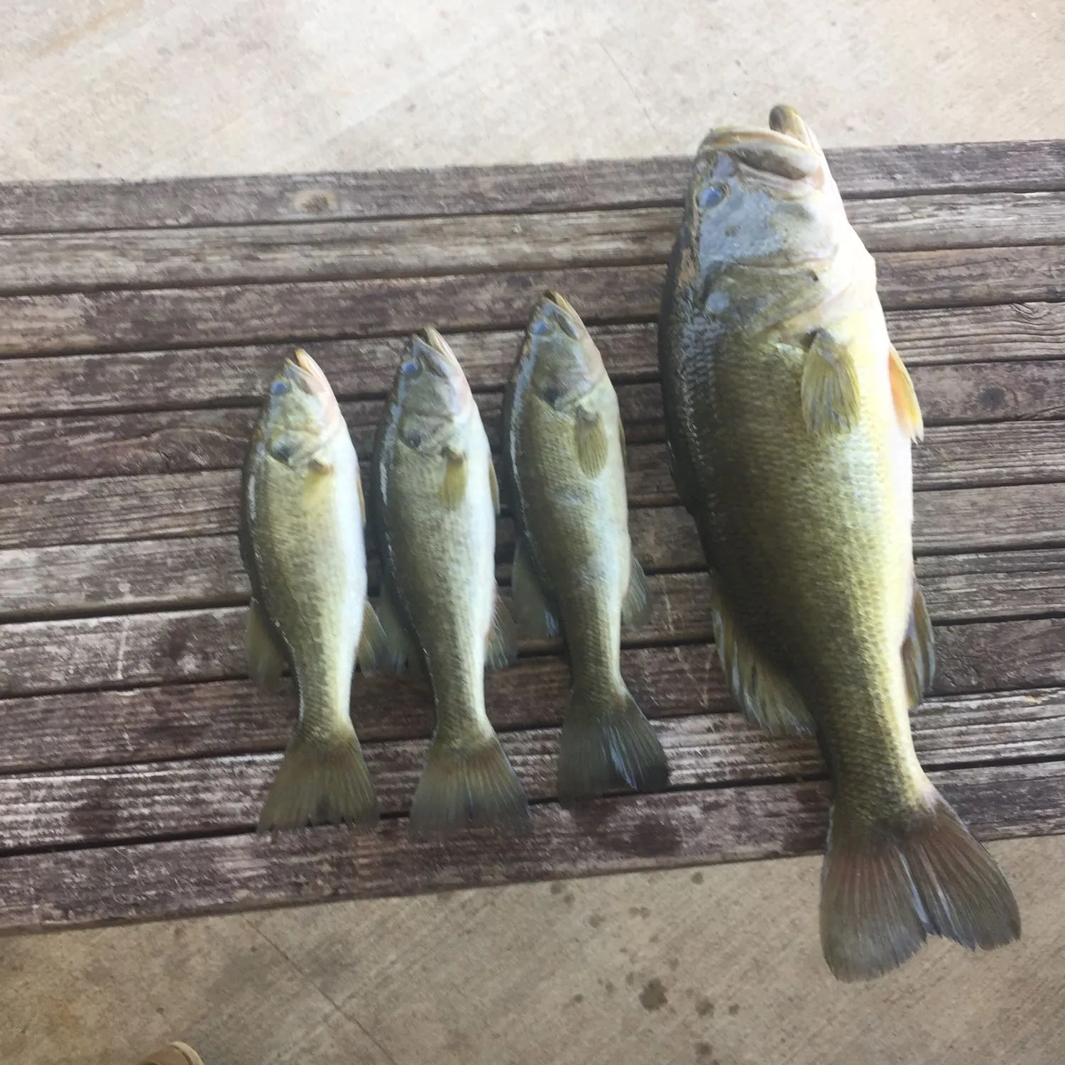 recently logged catches