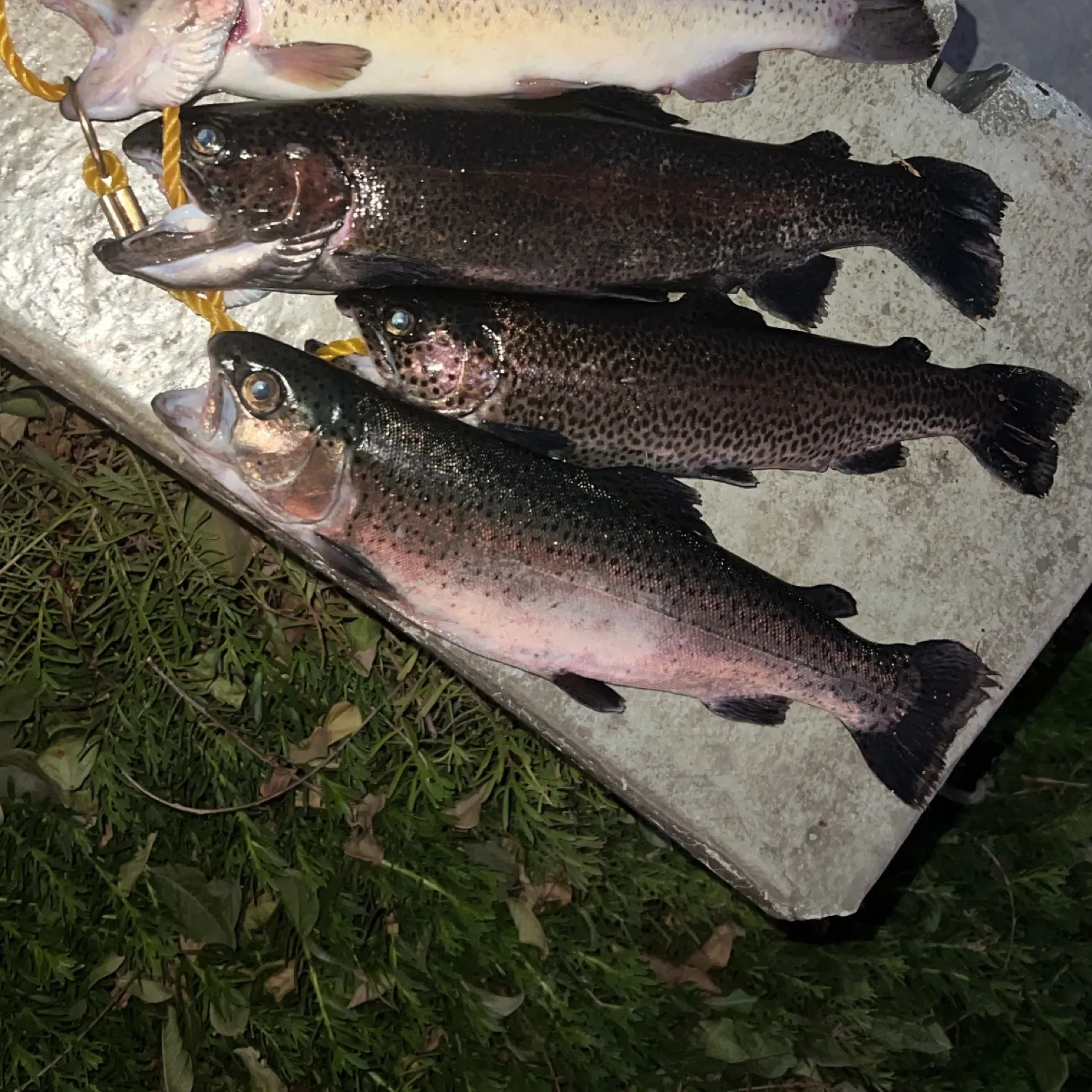 recently logged catches