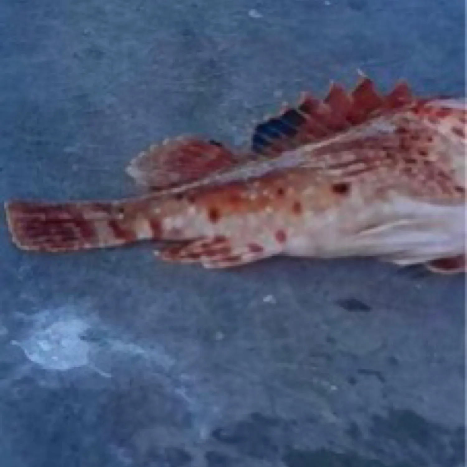 The most popular recent Small red scorpionfish catch on Fishbrain