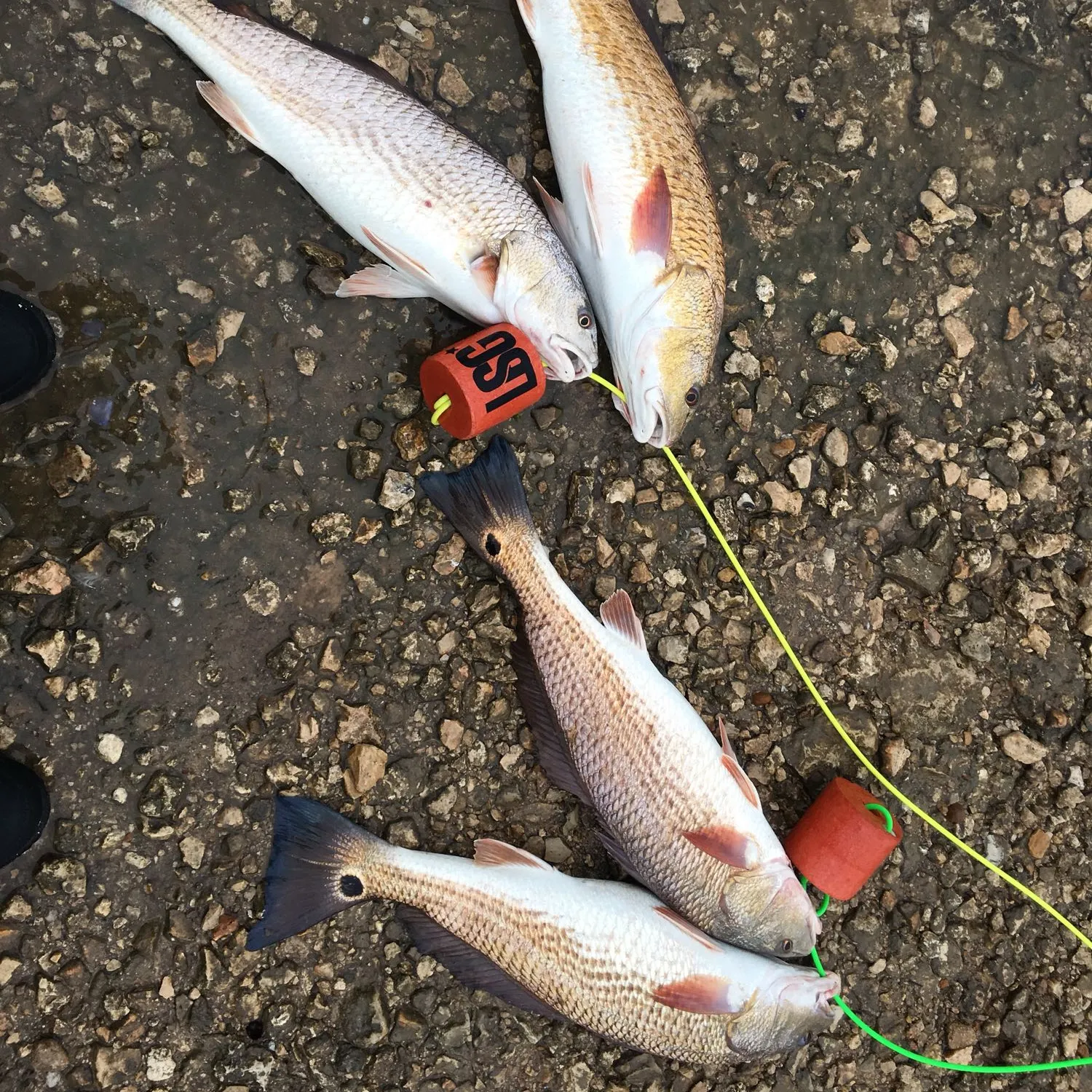 recently logged catches