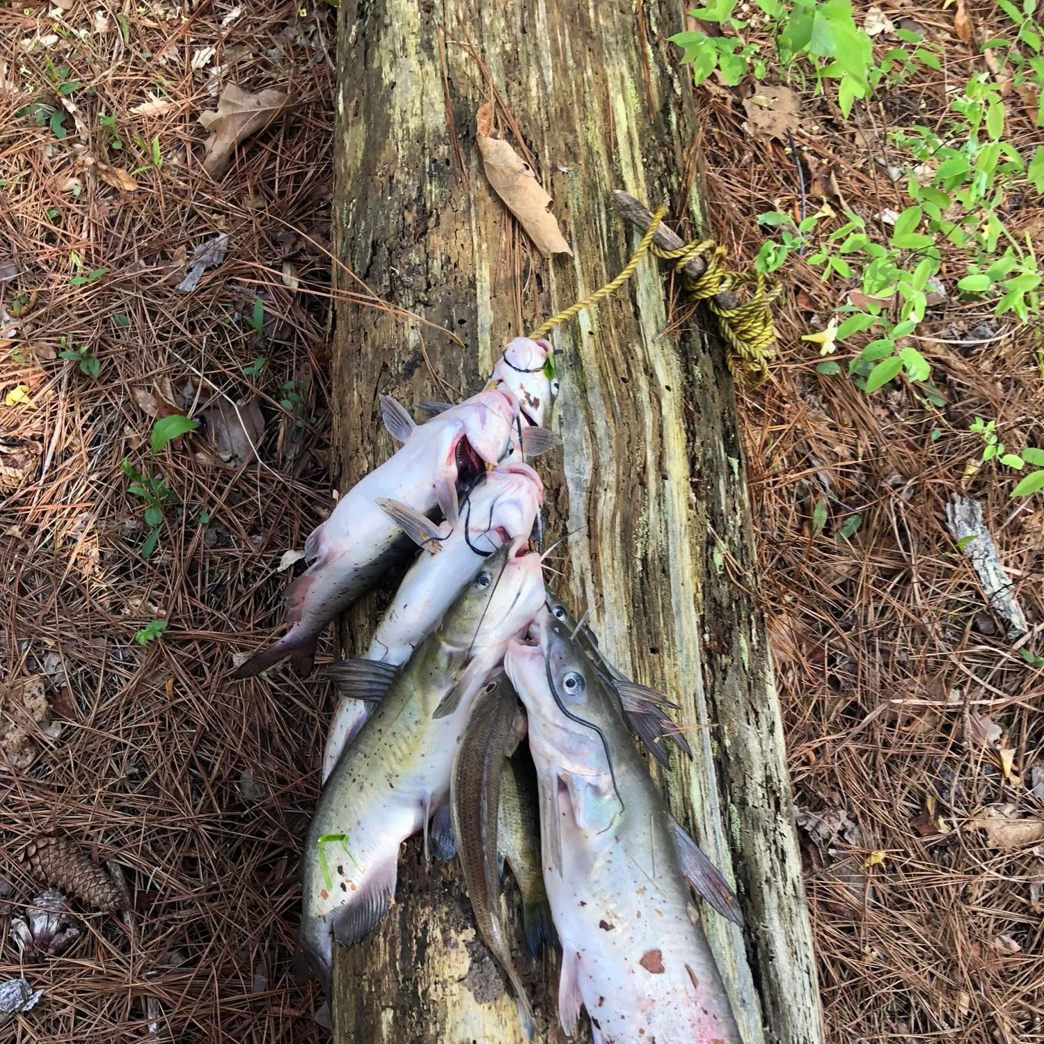 recently logged catches