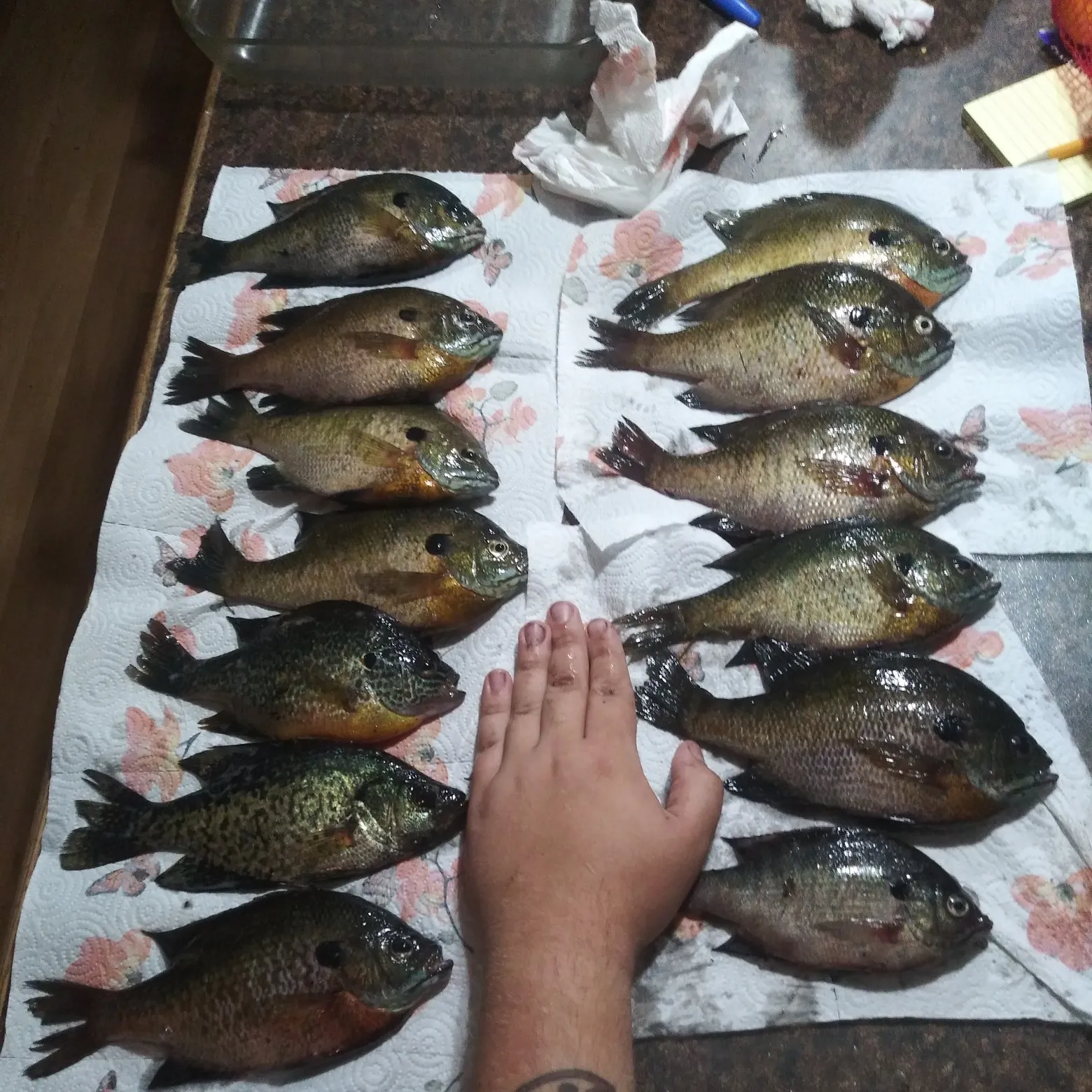 recently logged catches