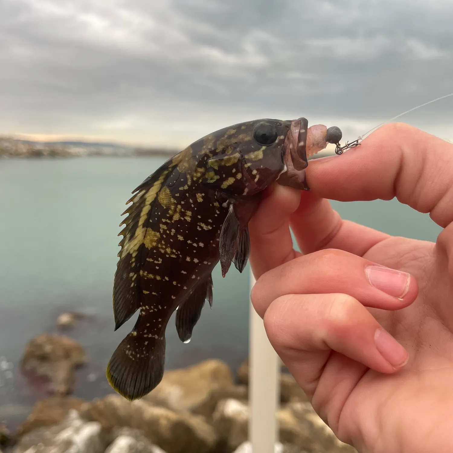 The most popular recent Dusky grouper catch on Fishbrain