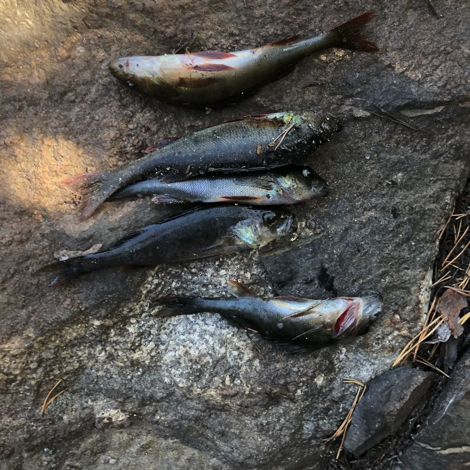 recently logged catches