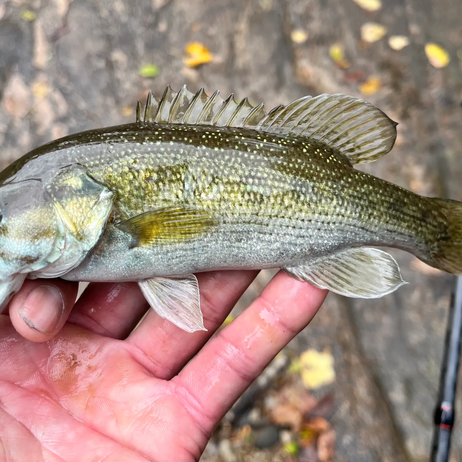 The most popular recent Tallapoosa bass catch on Fishbrain