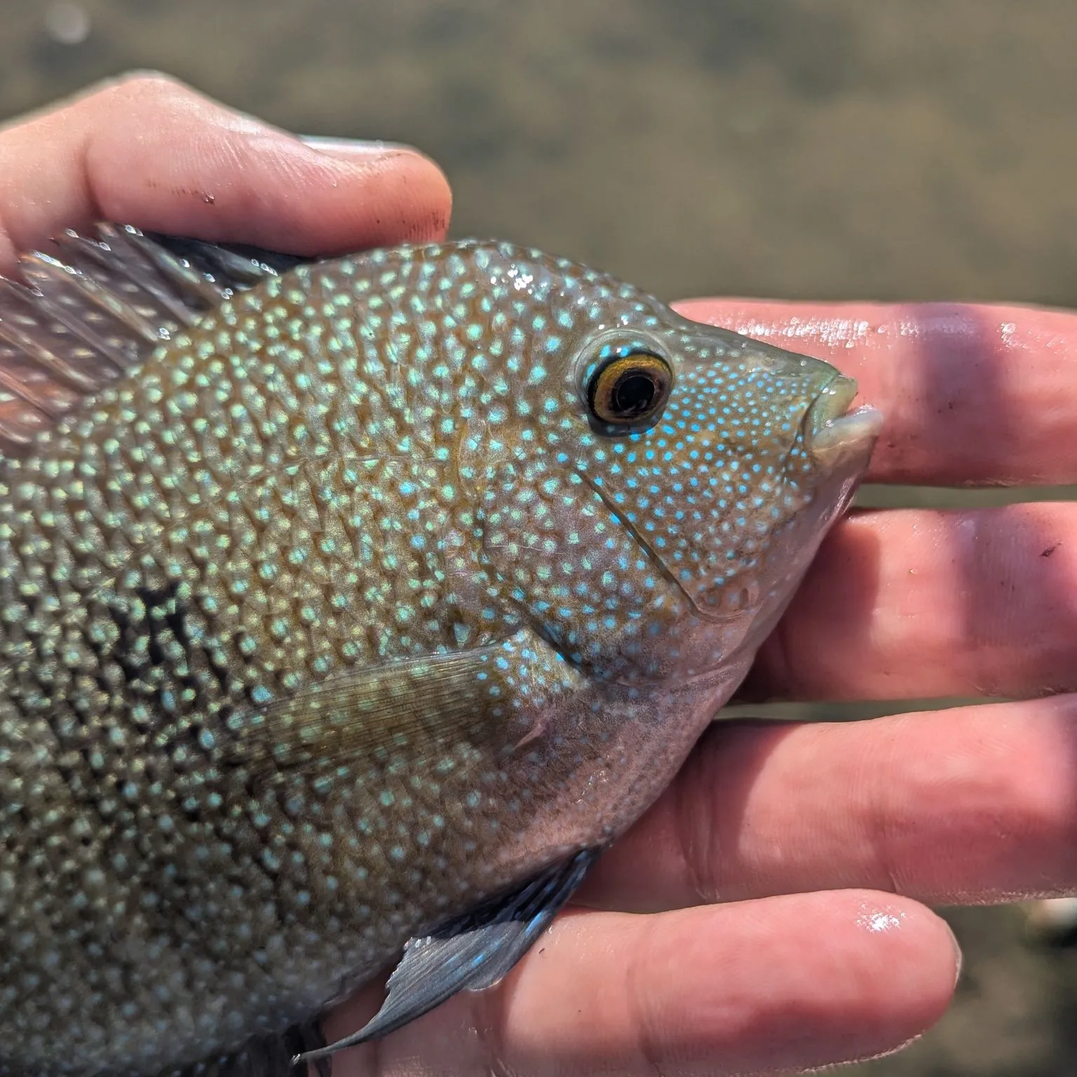 The most popular recent Rio Grande cichlid catch on Fishbrain