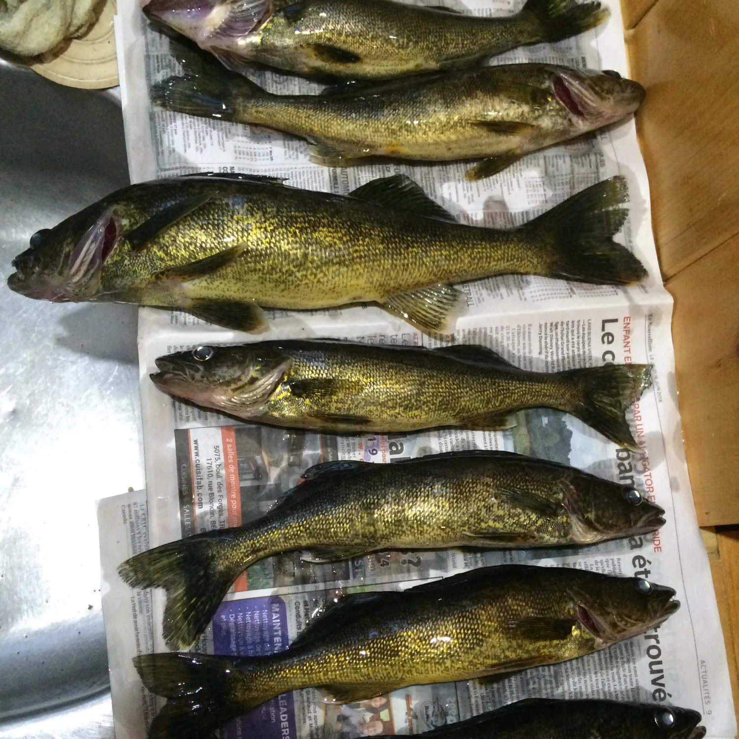 recently logged catches