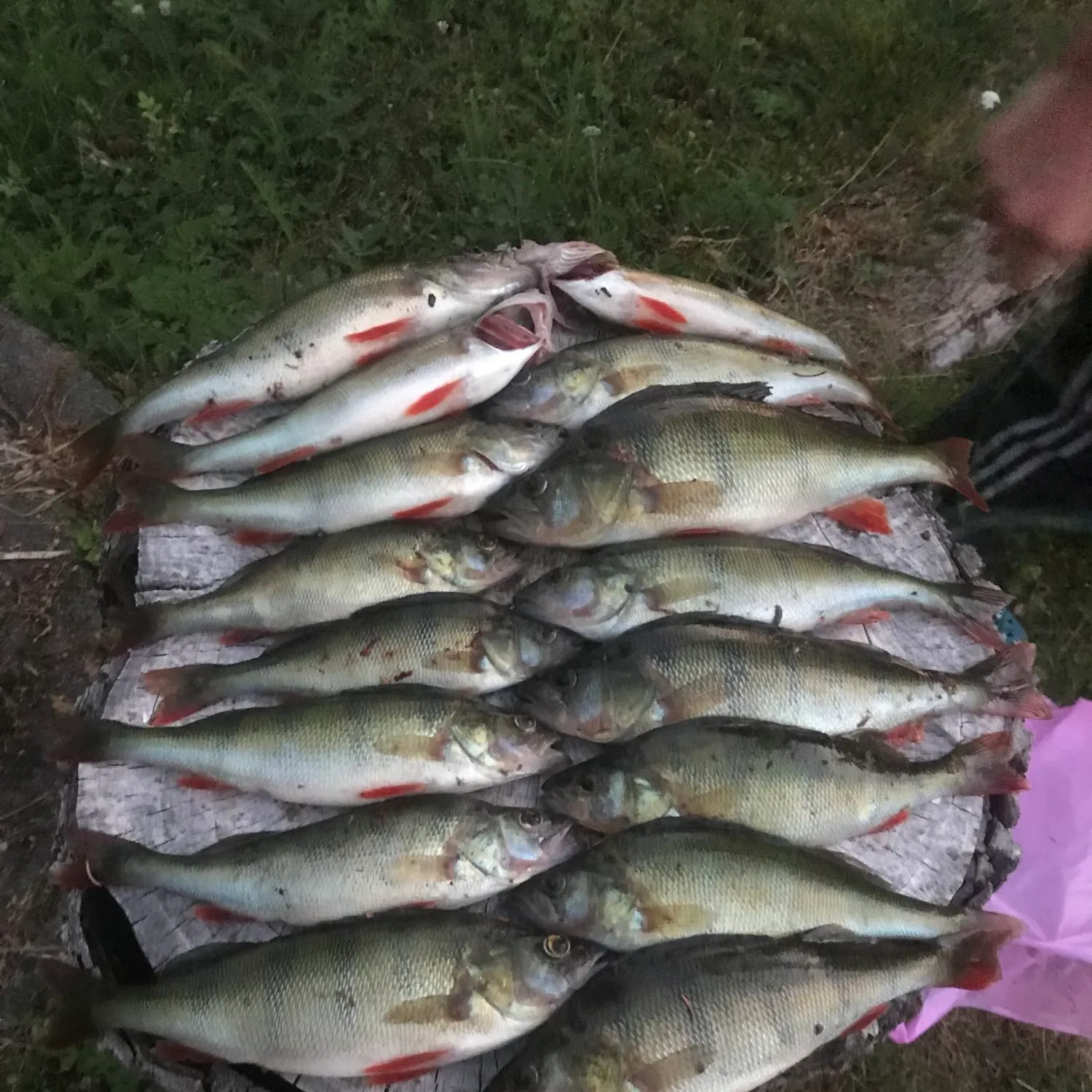 recently logged catches