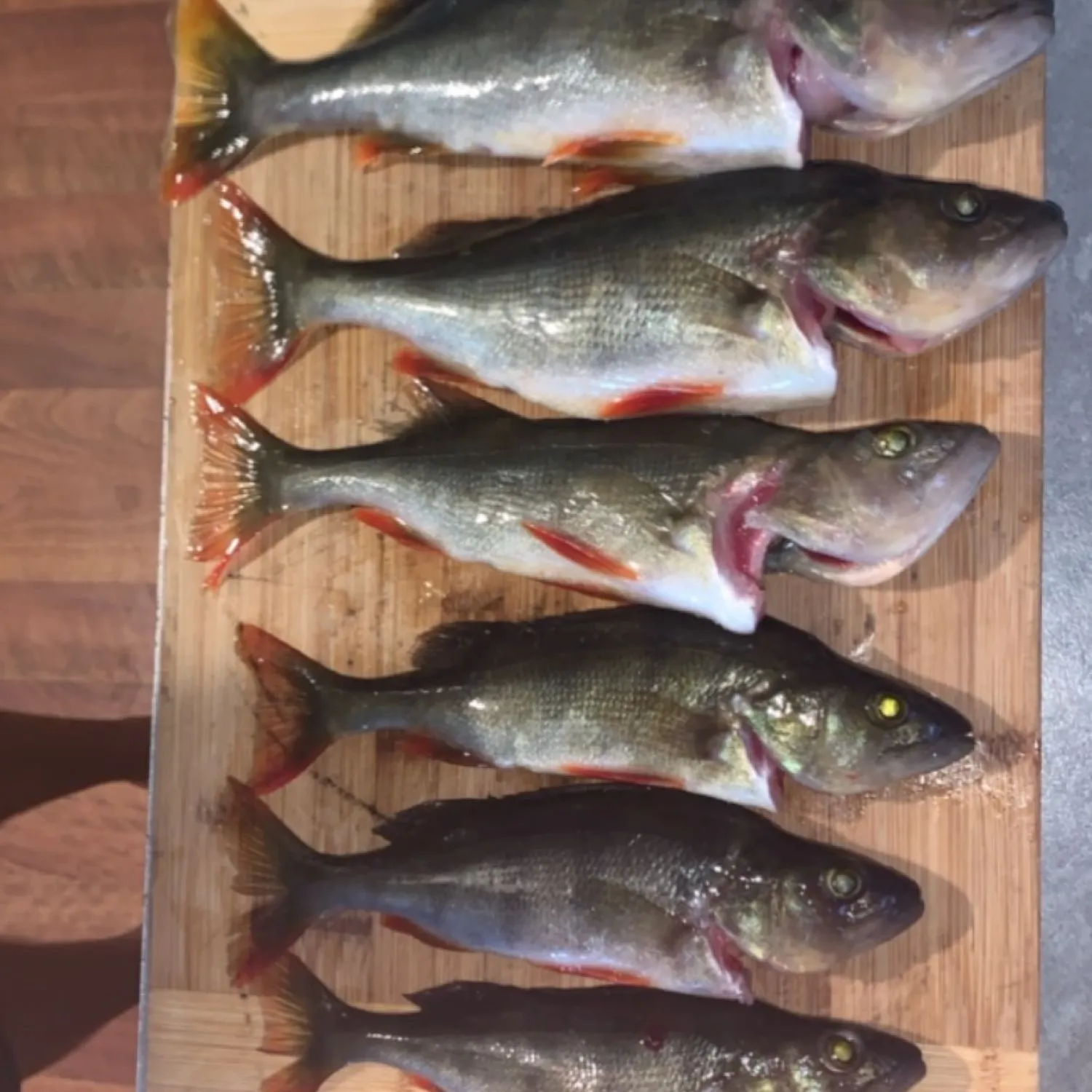 recently logged catches