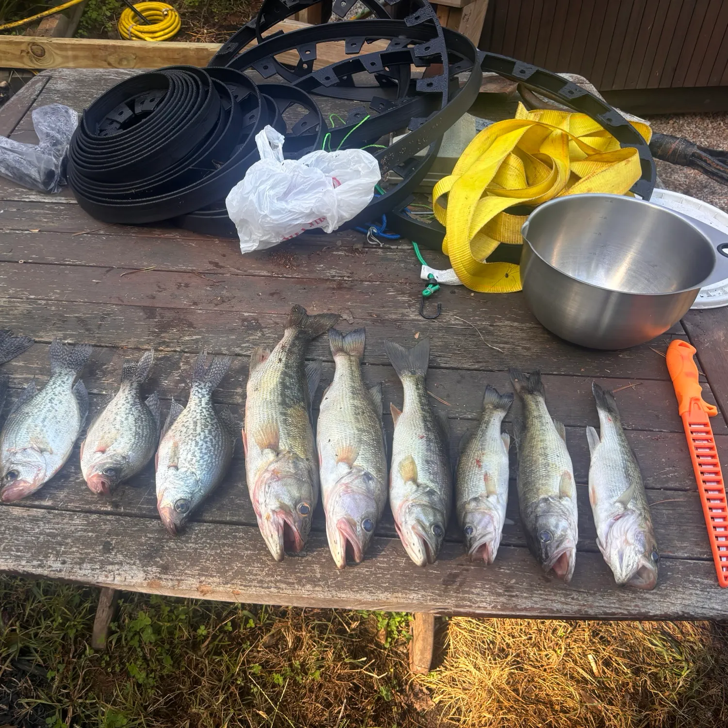 recently logged catches