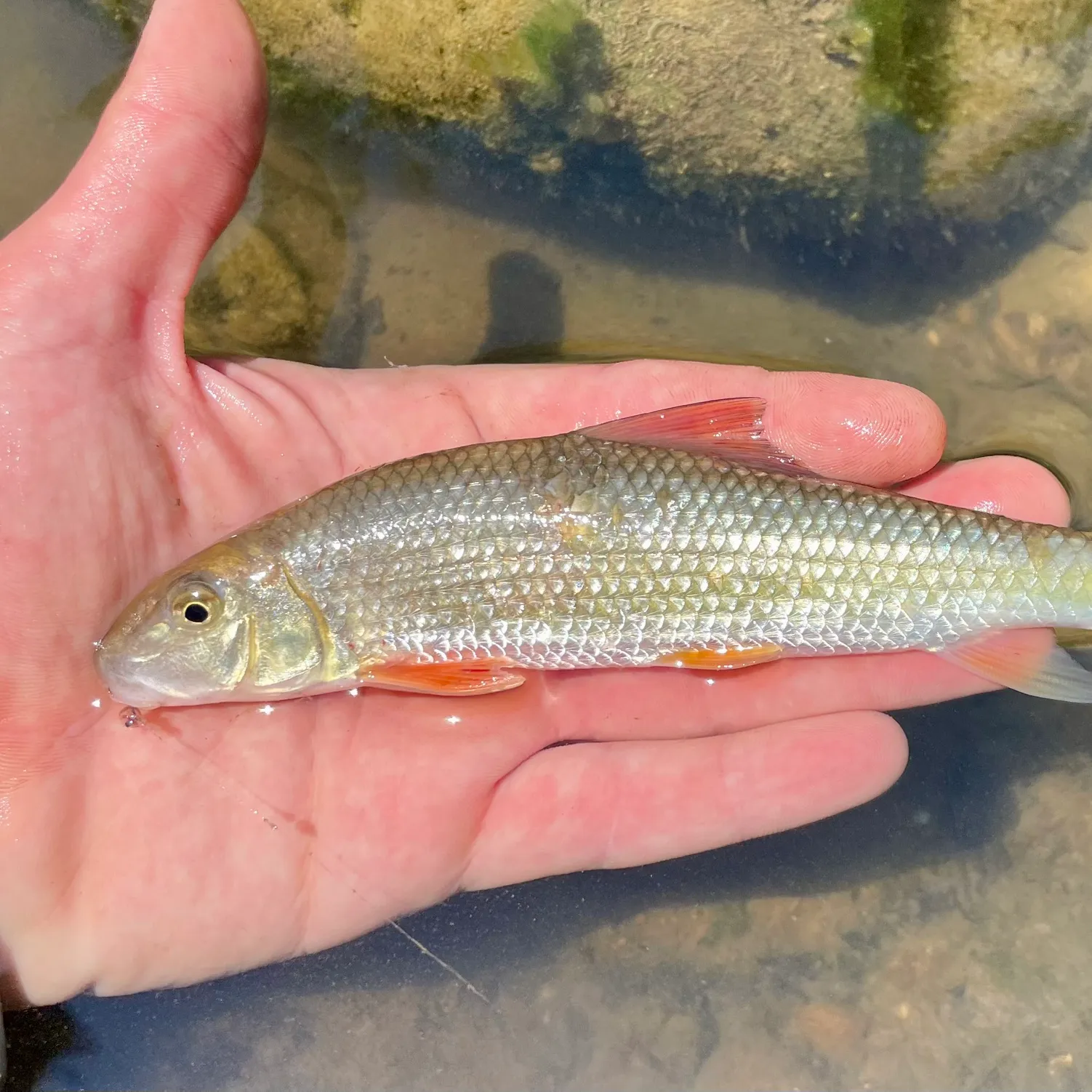 The most popular recent Black redhorse catch on Fishbrain