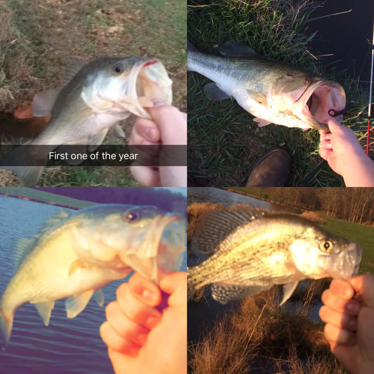 recently logged catches