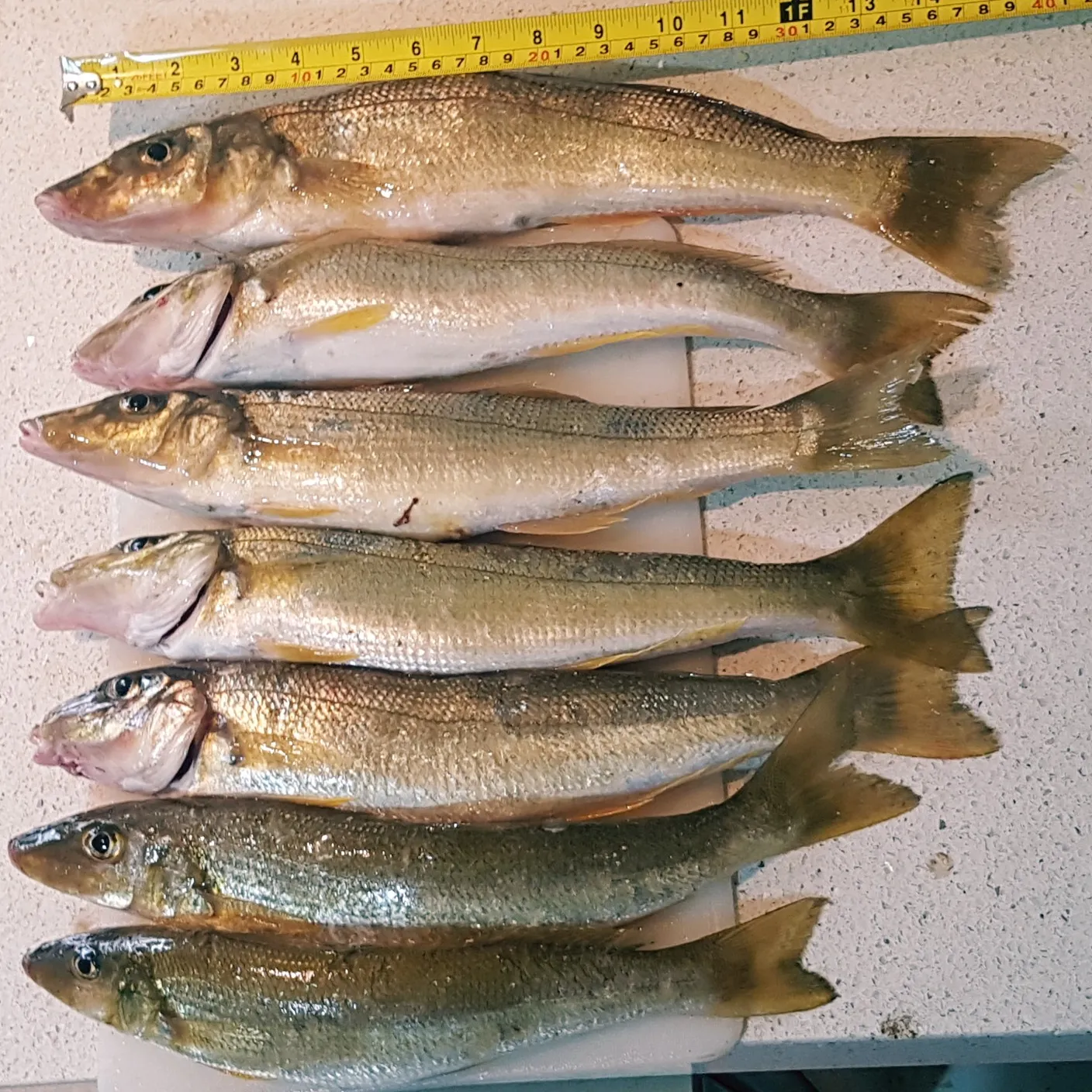 recently logged catches