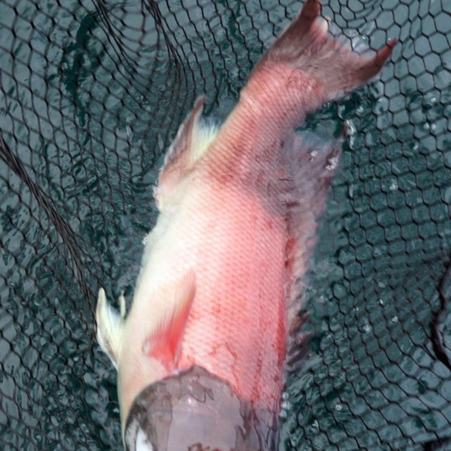 The most popular recent California sheephead catch on Fishbrain