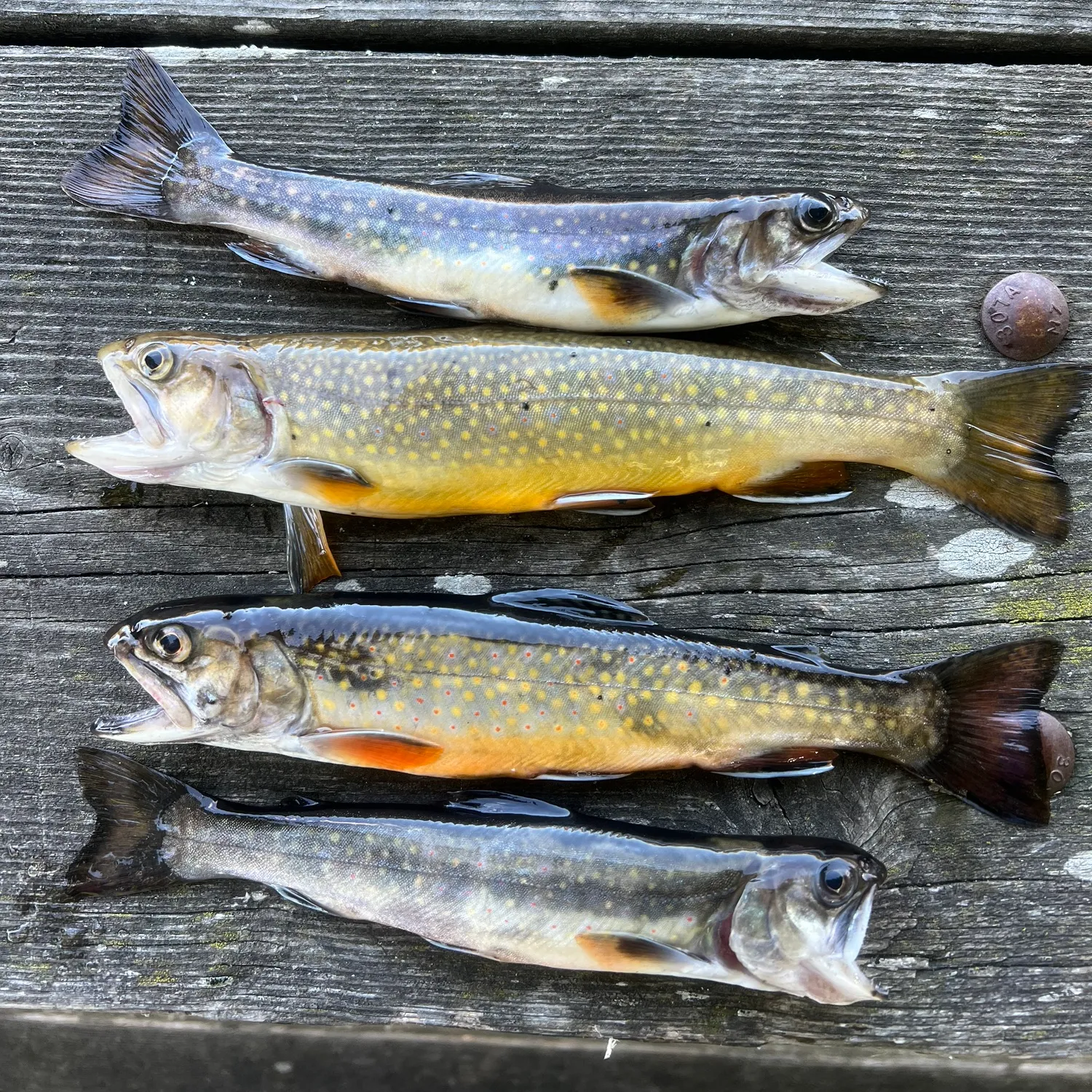 recently logged catches