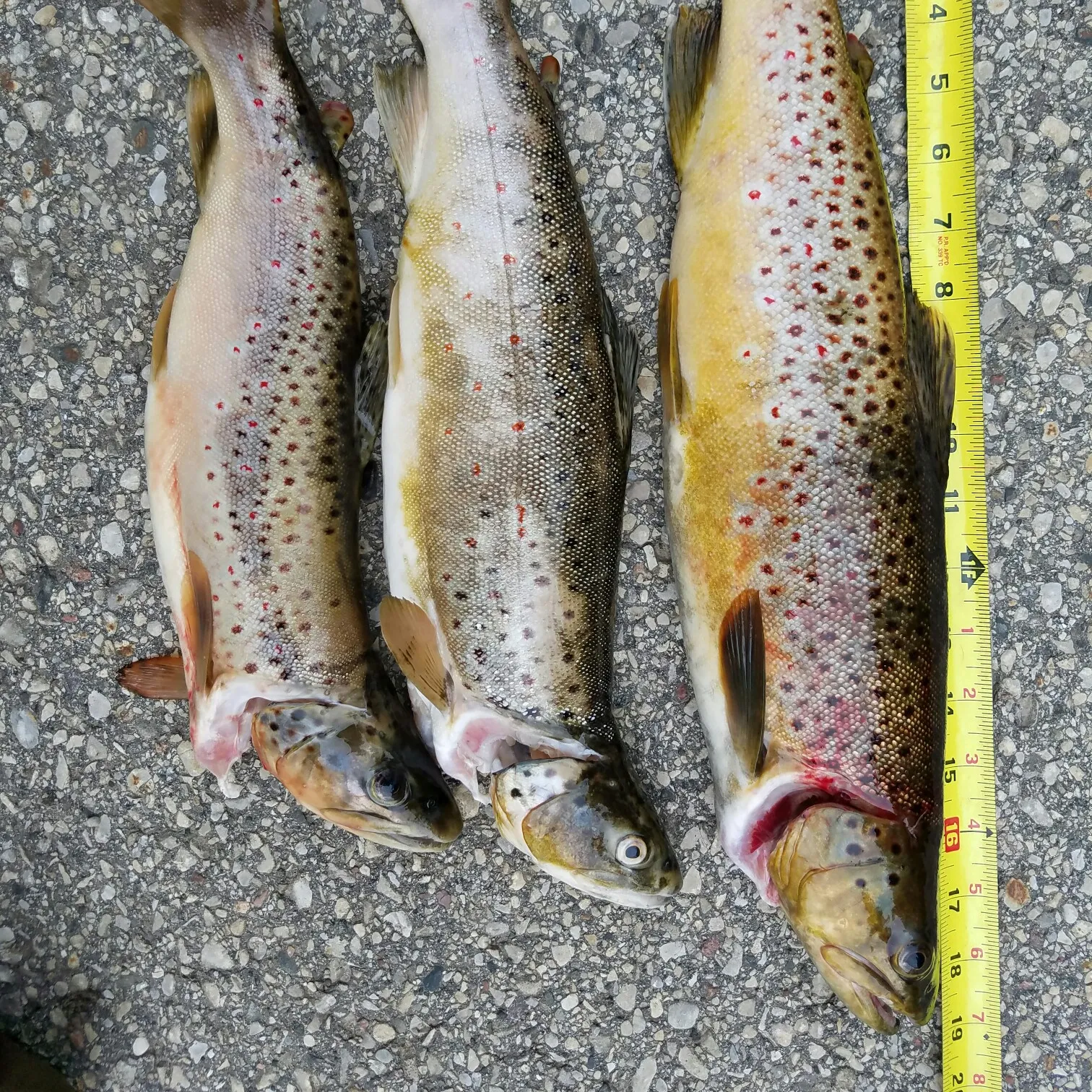 recently logged catches