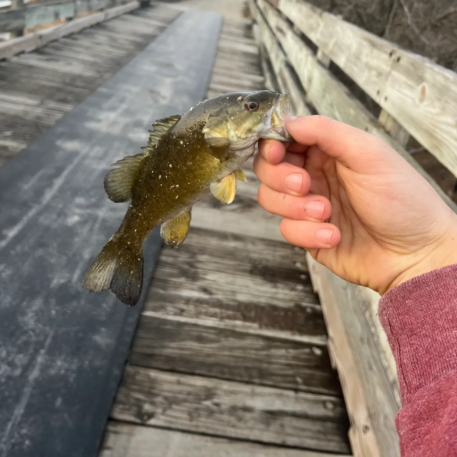 recently logged catches