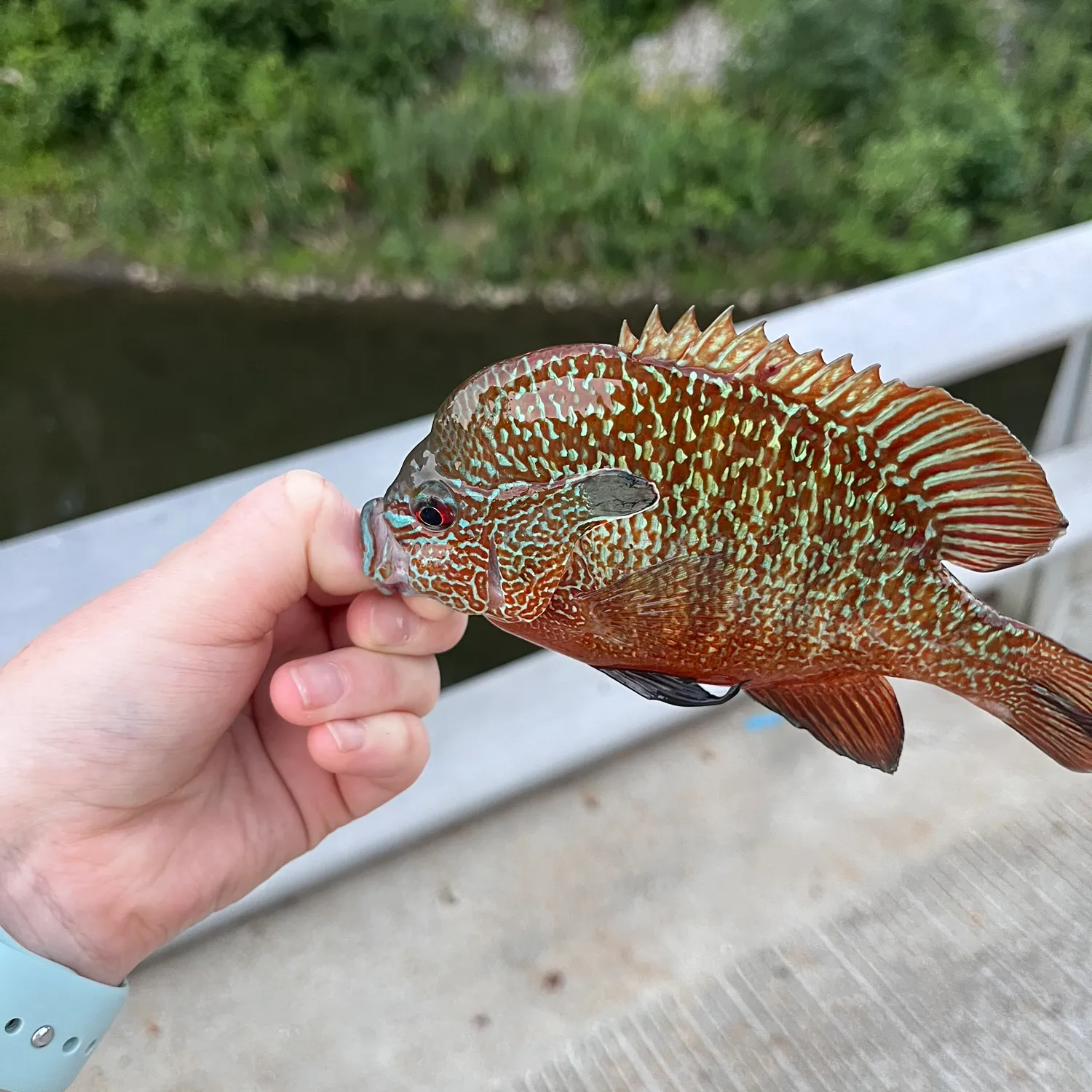 recently logged catches