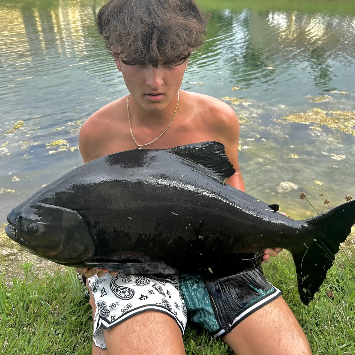 The most popular recent Black pacu catch on Fishbrain