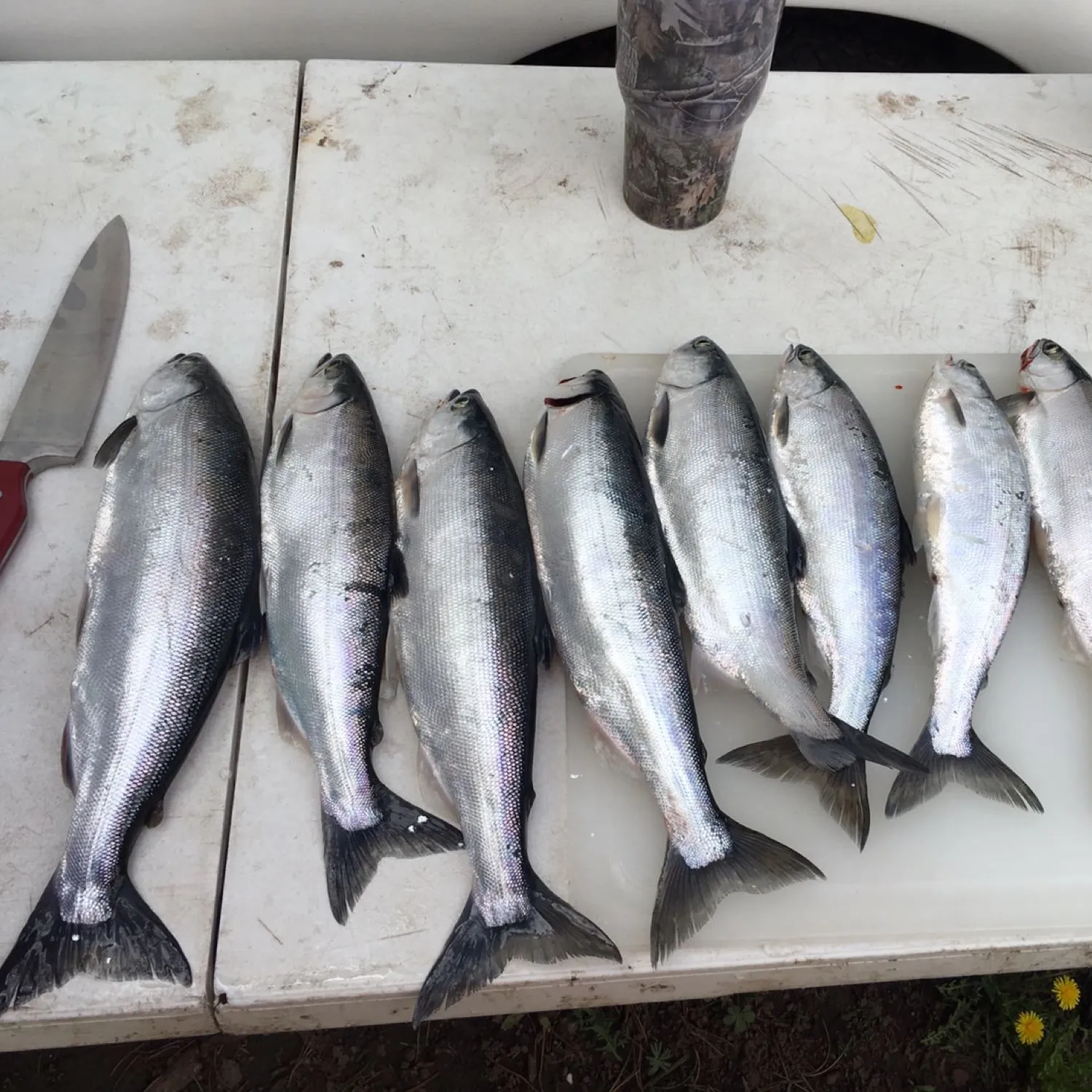 recently logged catches