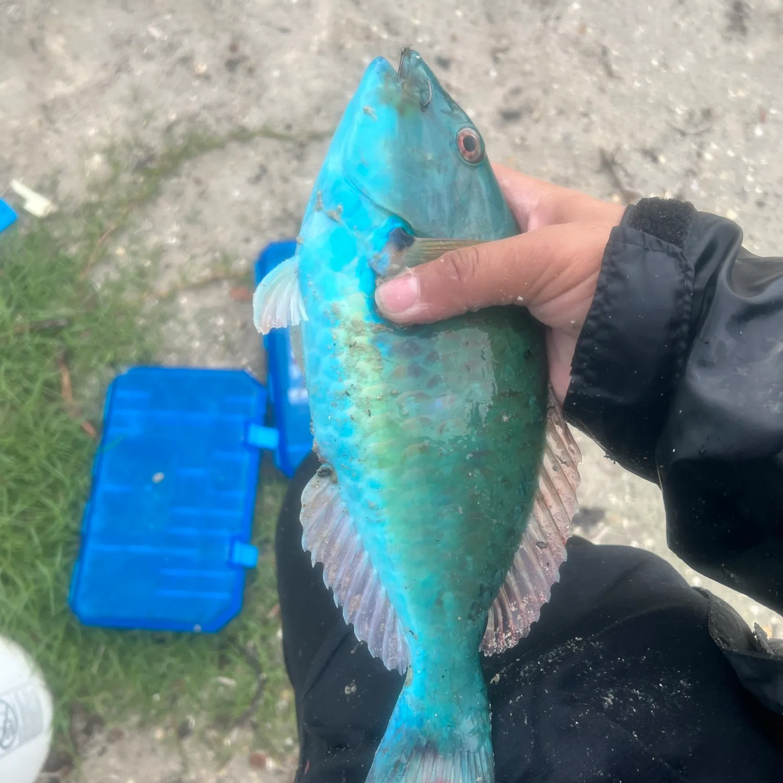 The most popular recent Queen parrotfish catch on Fishbrain