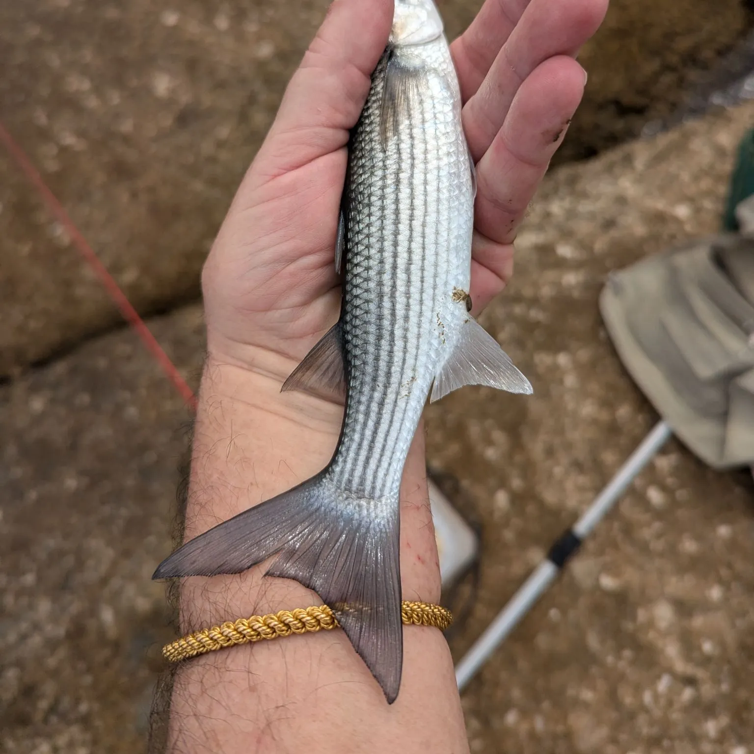 The most popular recent Thinlip grey mullet catch on Fishbrain