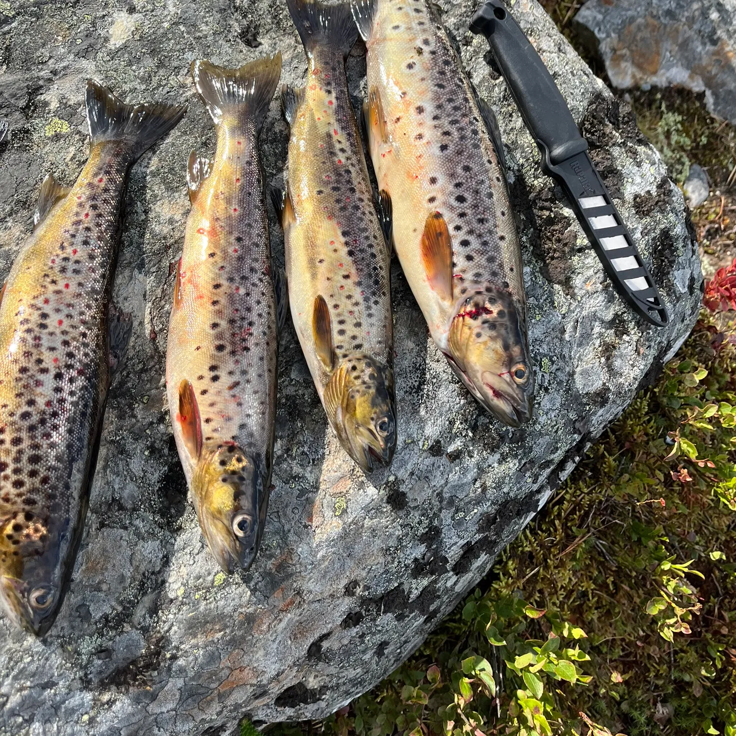 recently logged catches