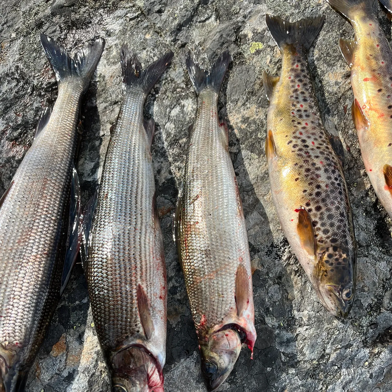 recently logged catches