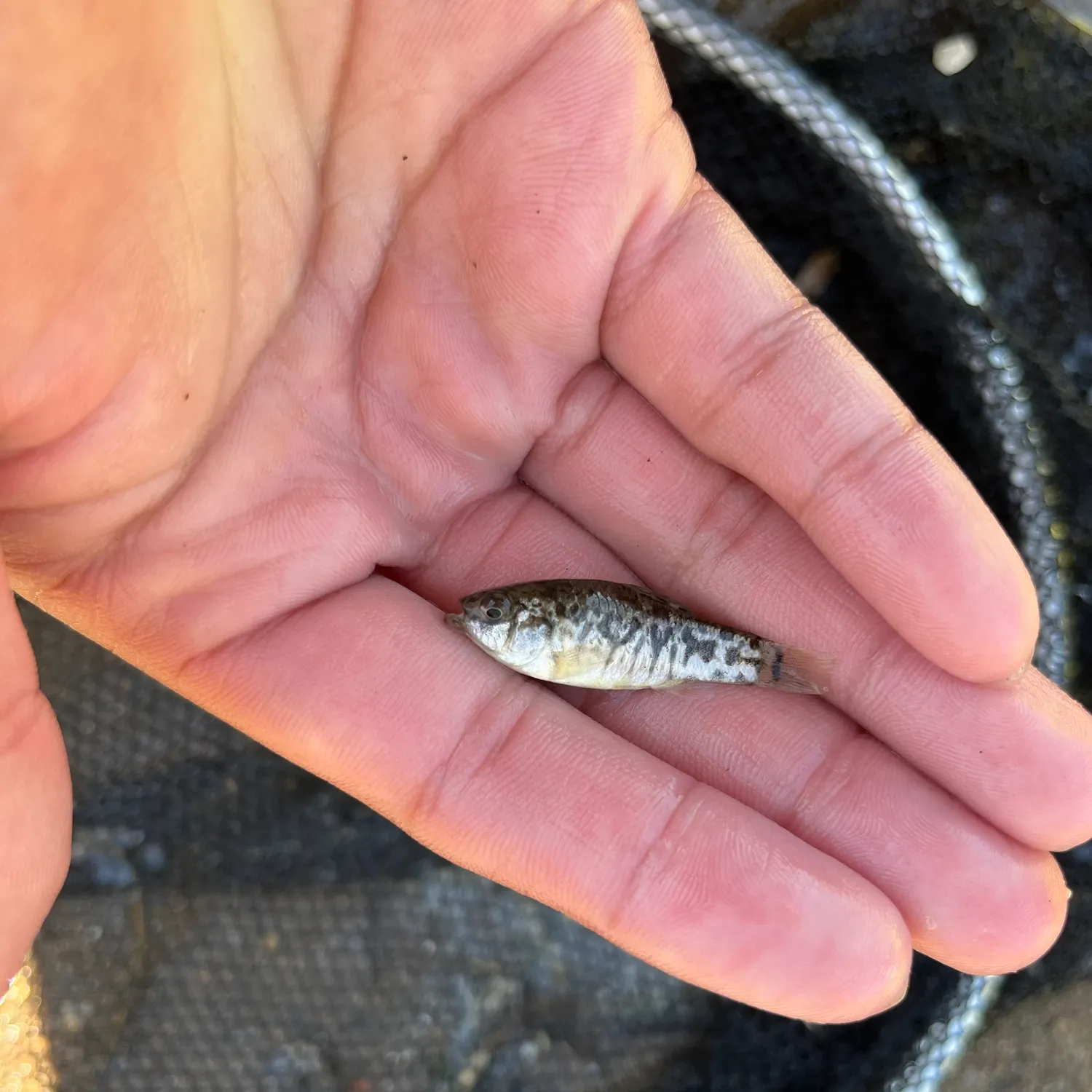 The most popular recent Sheepshead minnow catch on Fishbrain