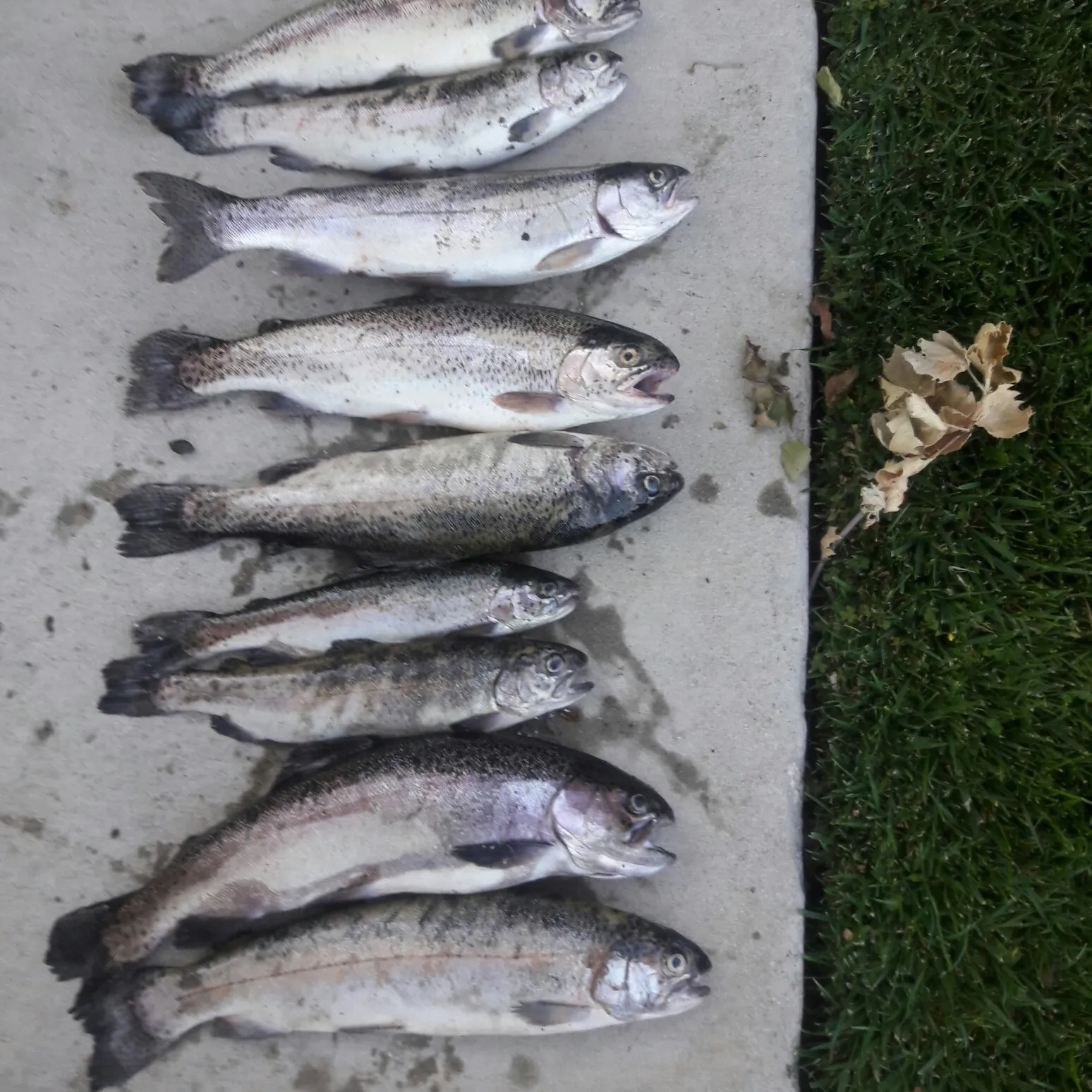 recently logged catches