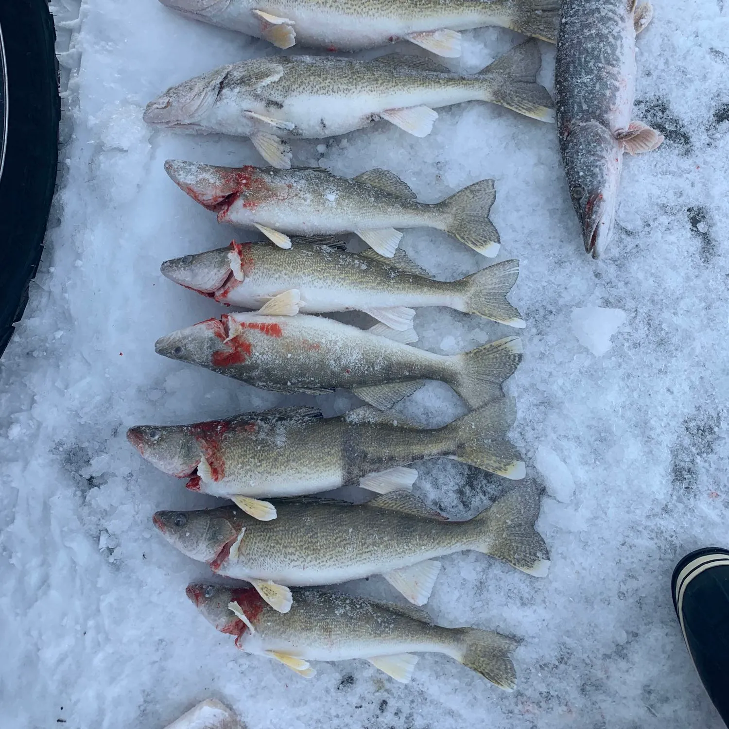 recently logged catches