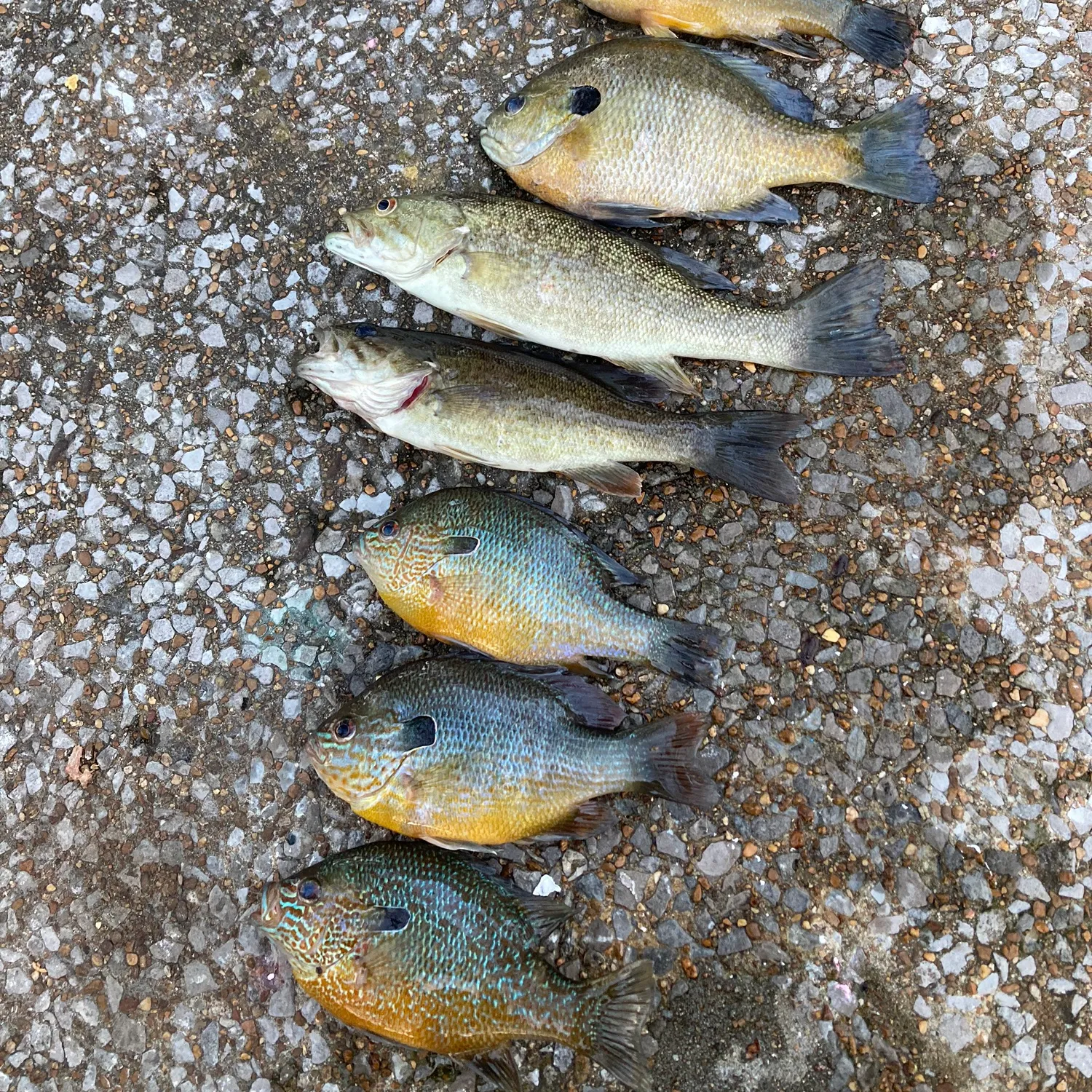 recently logged catches